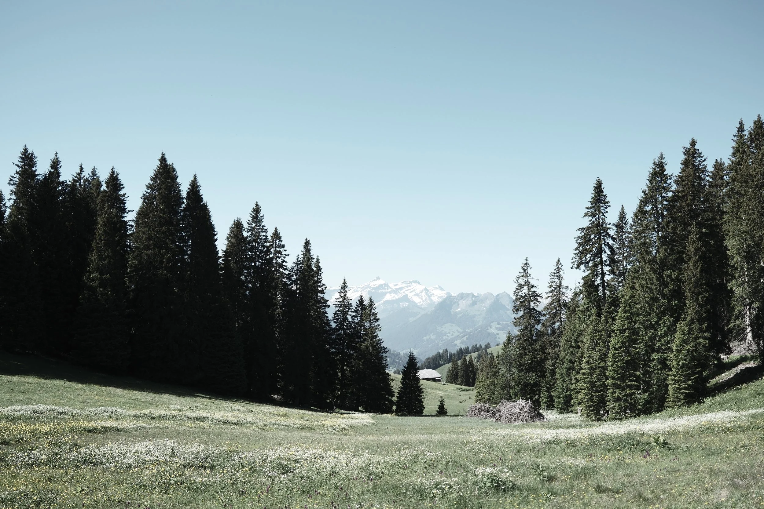 Alpine meadow and mountain panorama in the Bernese Oberland near Haus Mannenberg, close to Gstaad and Saanenland.