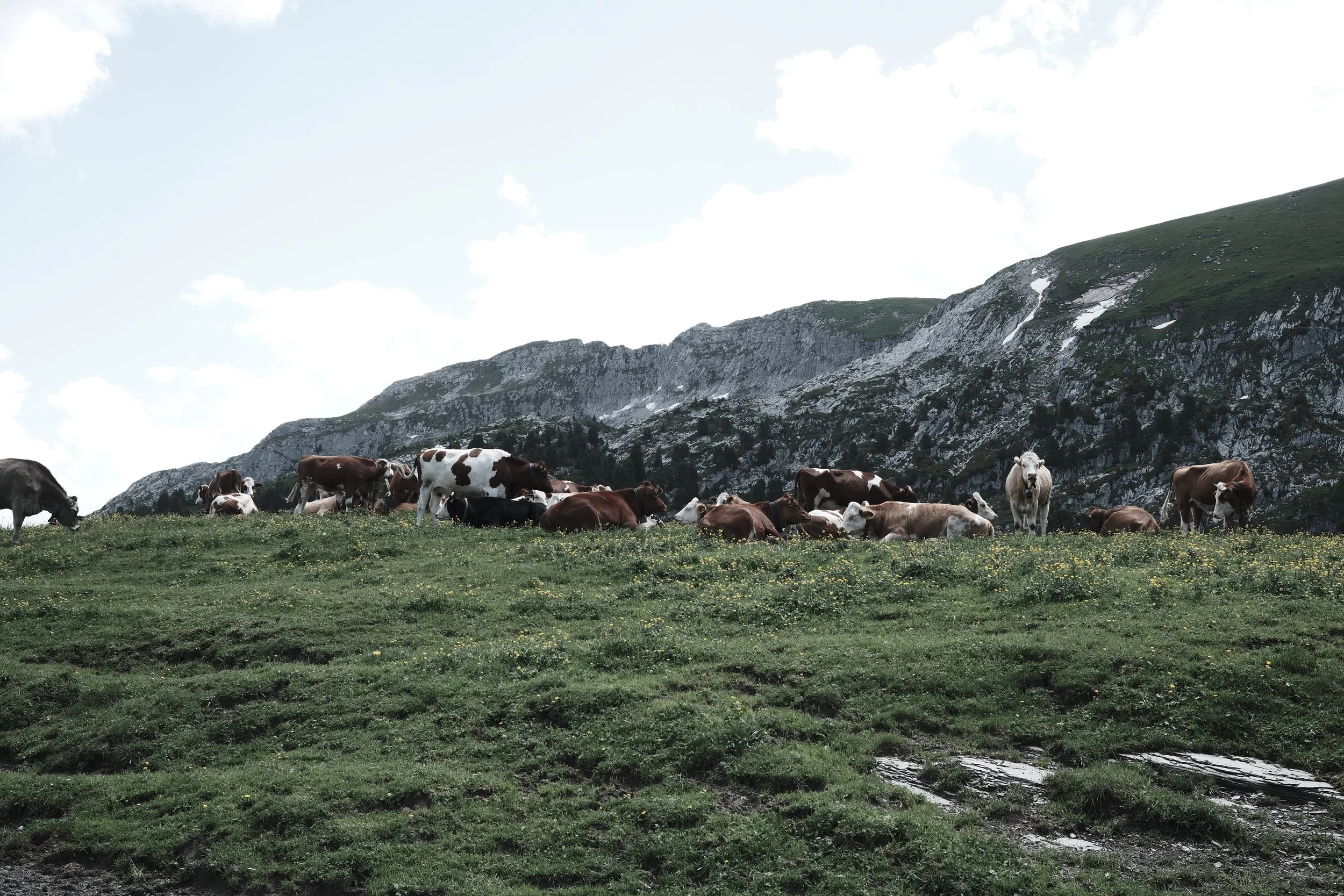 Cows grazing on a grassy hillside under a partly cloudy sky, with mountains in the background.