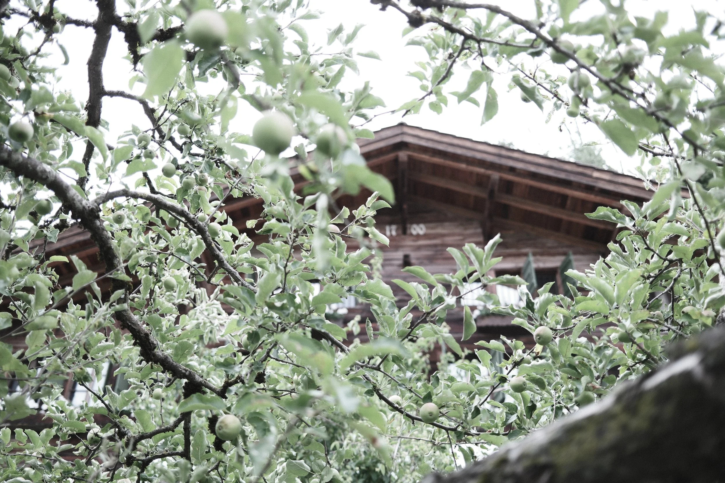 Haus Mannenberg viewed through the historic apple orchard in Mannried near Zweisimmen, Bernese Oberland.