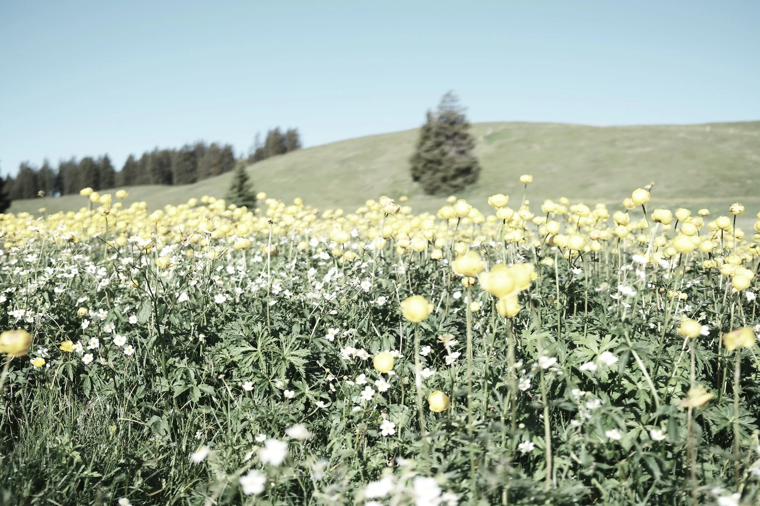 Summer wildflower meadows in the Gstaad region near Haus Mannenberg, surrounded by rolling alpine hills and quiet walking trails.