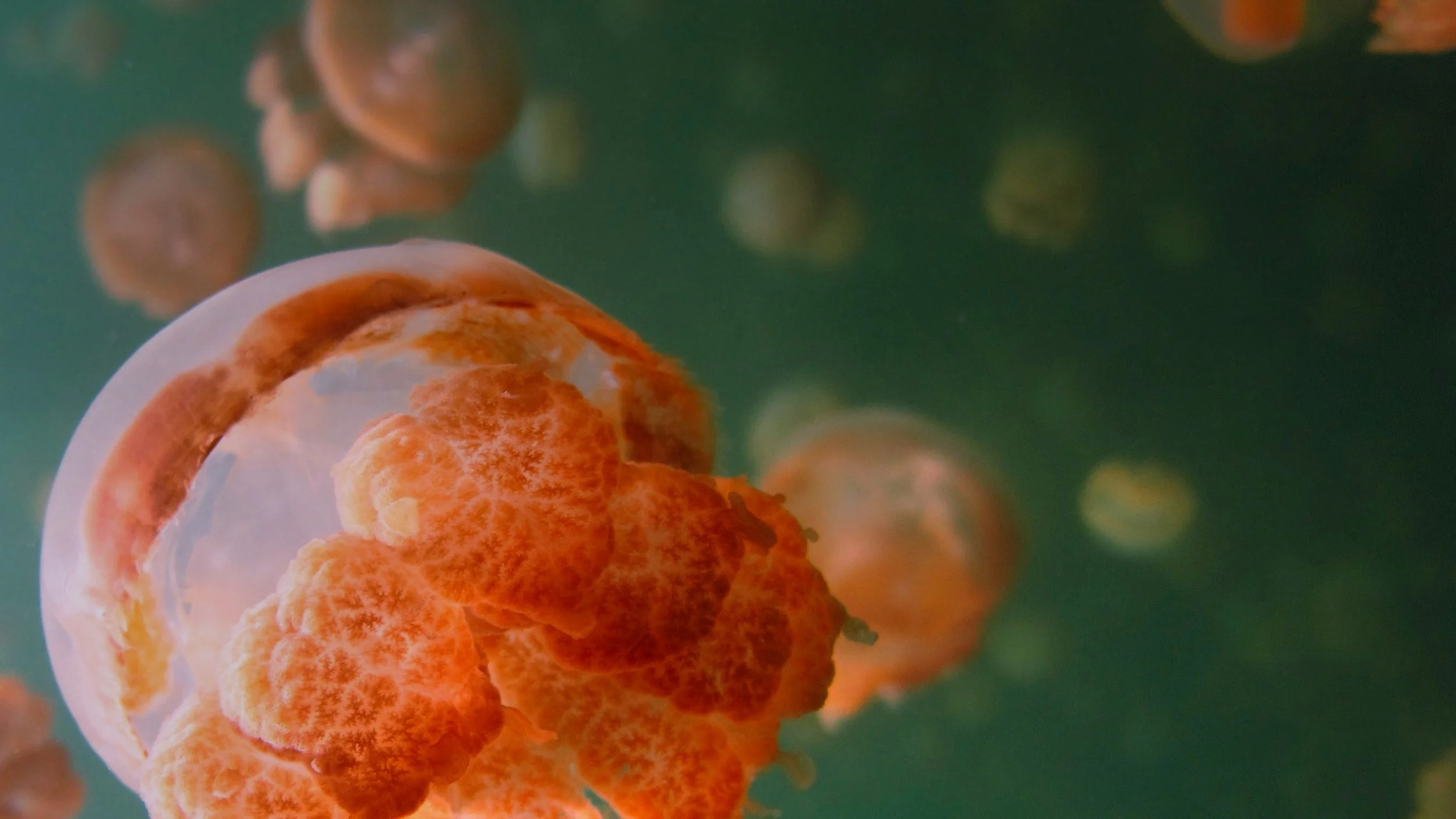 Close-up of an orange sea slug with a green background and blurred circular shapes.