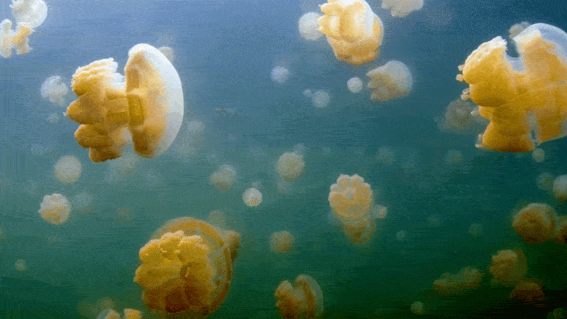 Group of jellyfish swimming underwater in the ocean.