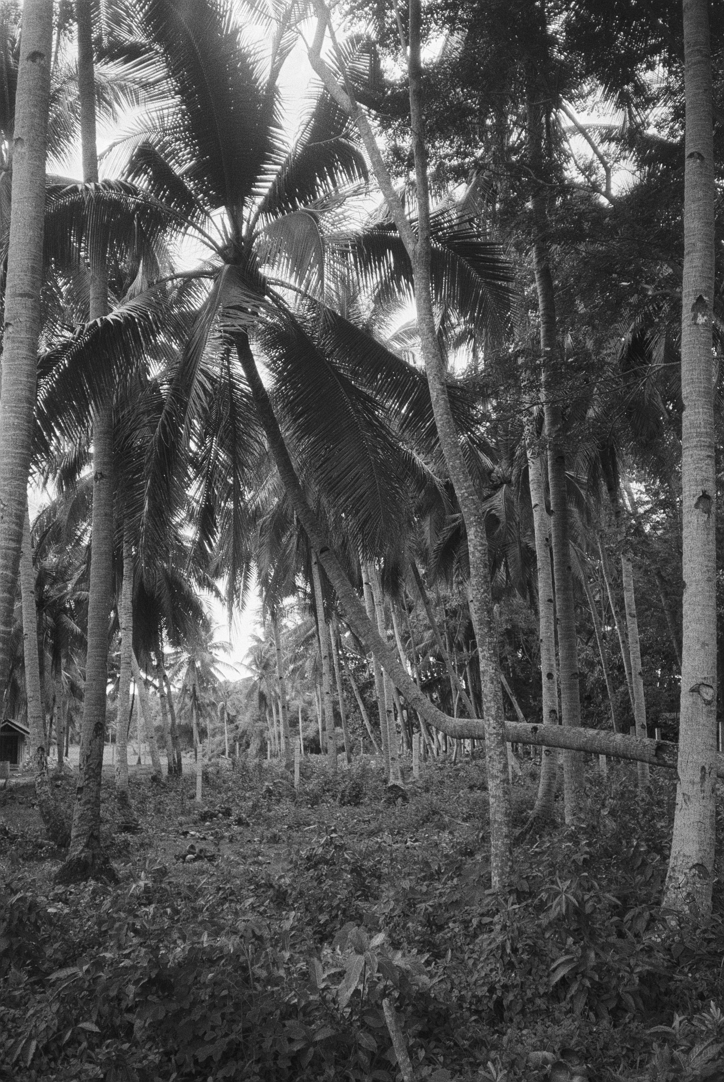 Schwarz-weiße Aufnahme eines Dschungels mit zahlreichen Palmen und Bäumen, dichter Vegetation auf dem Boden.