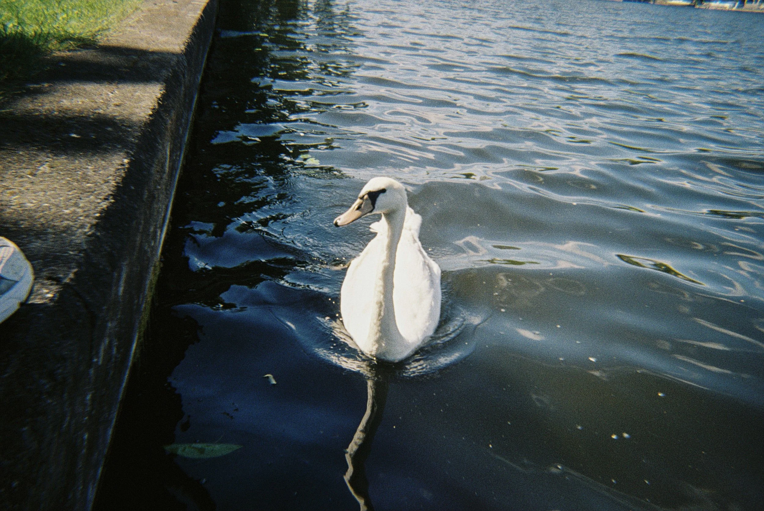Weißer Schwan schwimmt im Wasser neben einer Uferpromenade.