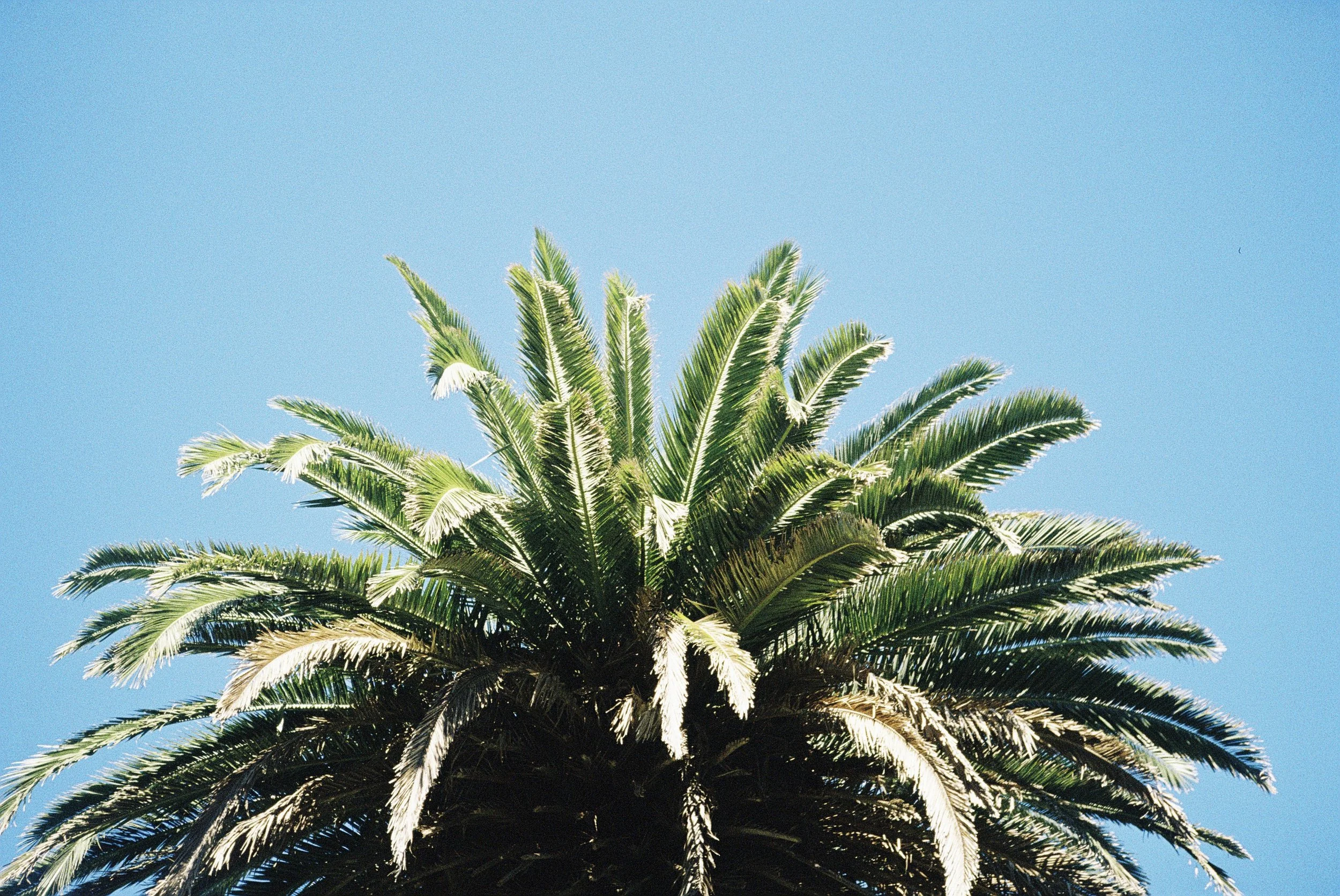 Eine Palmenkrone gegen blauen Himmel