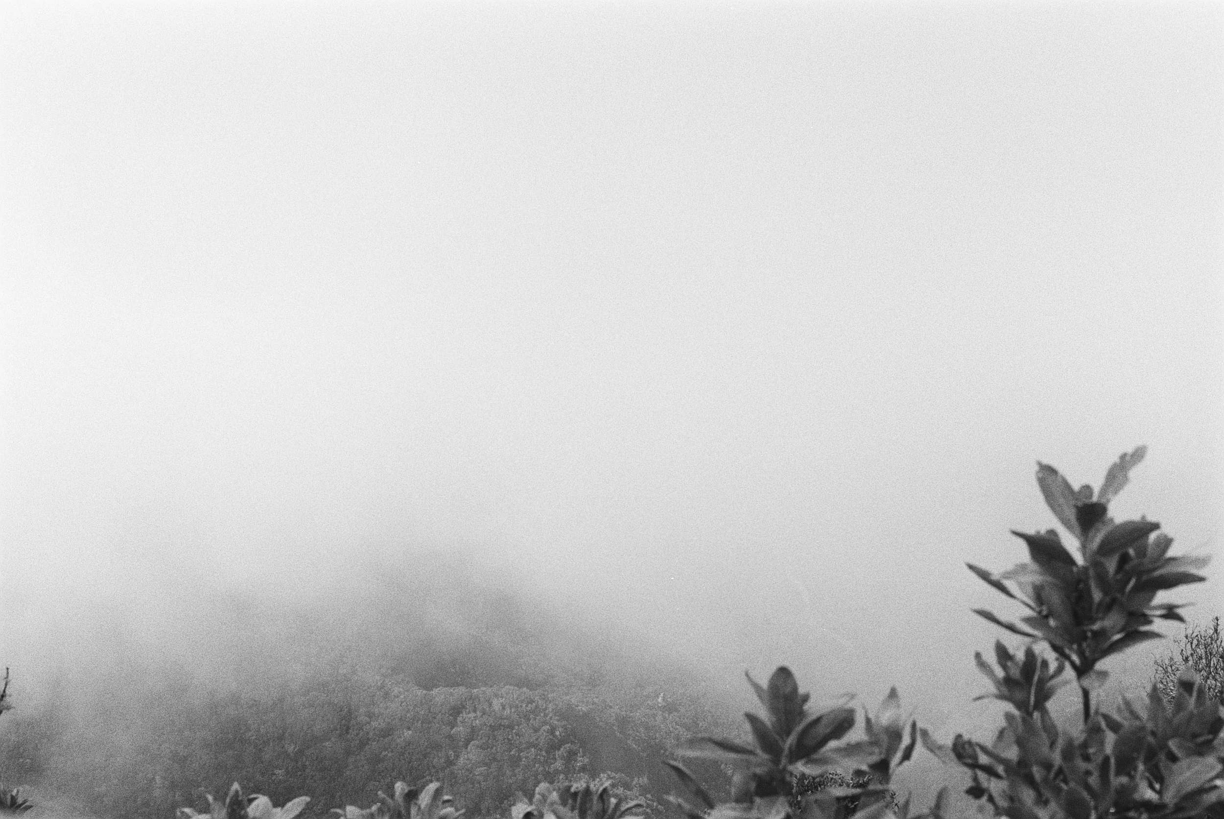 Schwarz-weiß-Bild mit Pflanze im Vordergrund und nebligem Bergpanorama im Hintergrund.