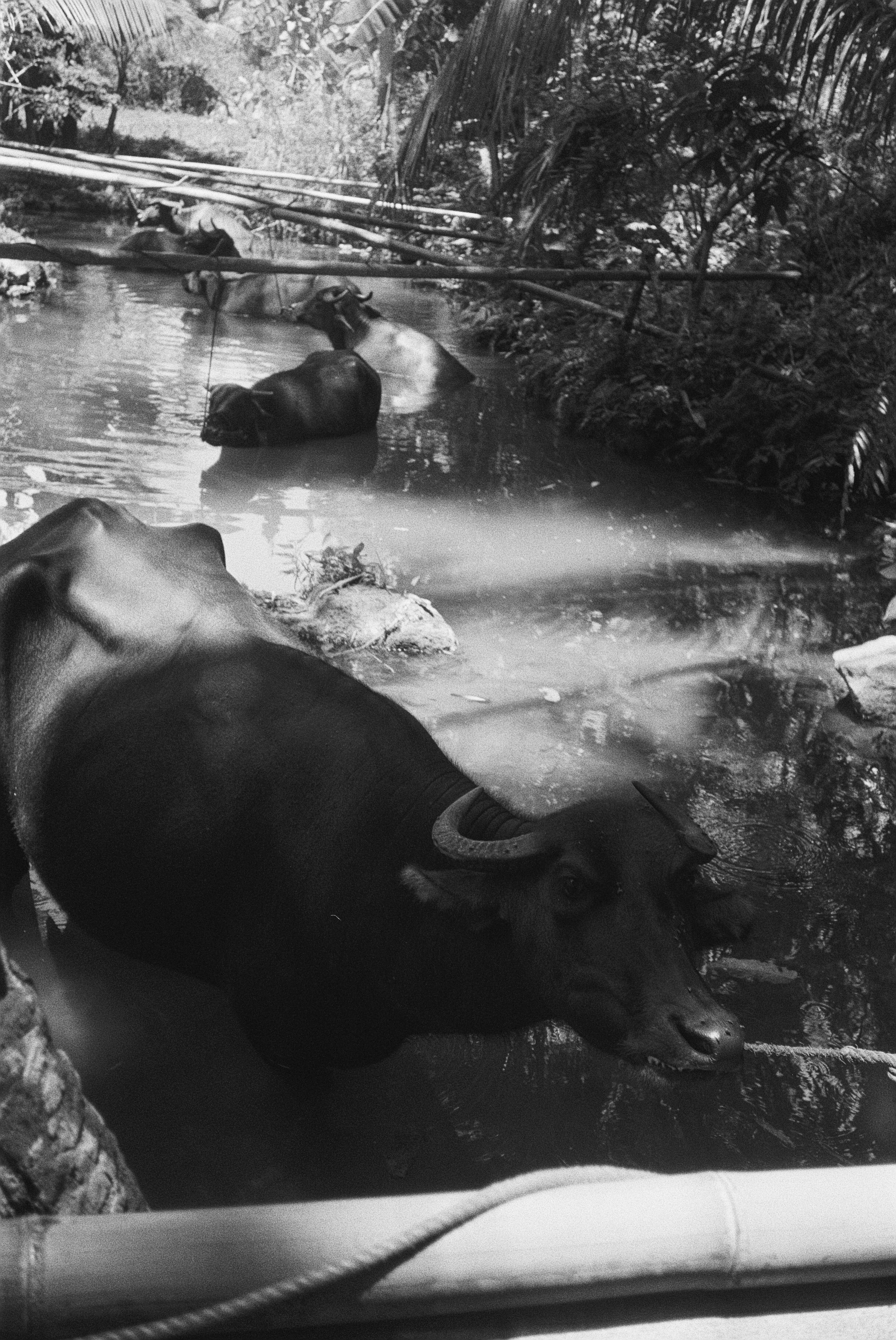 Ein Wasserbüffel liegt in einem Fluss, umgeben von üppiger Vegetation und Bäumen.