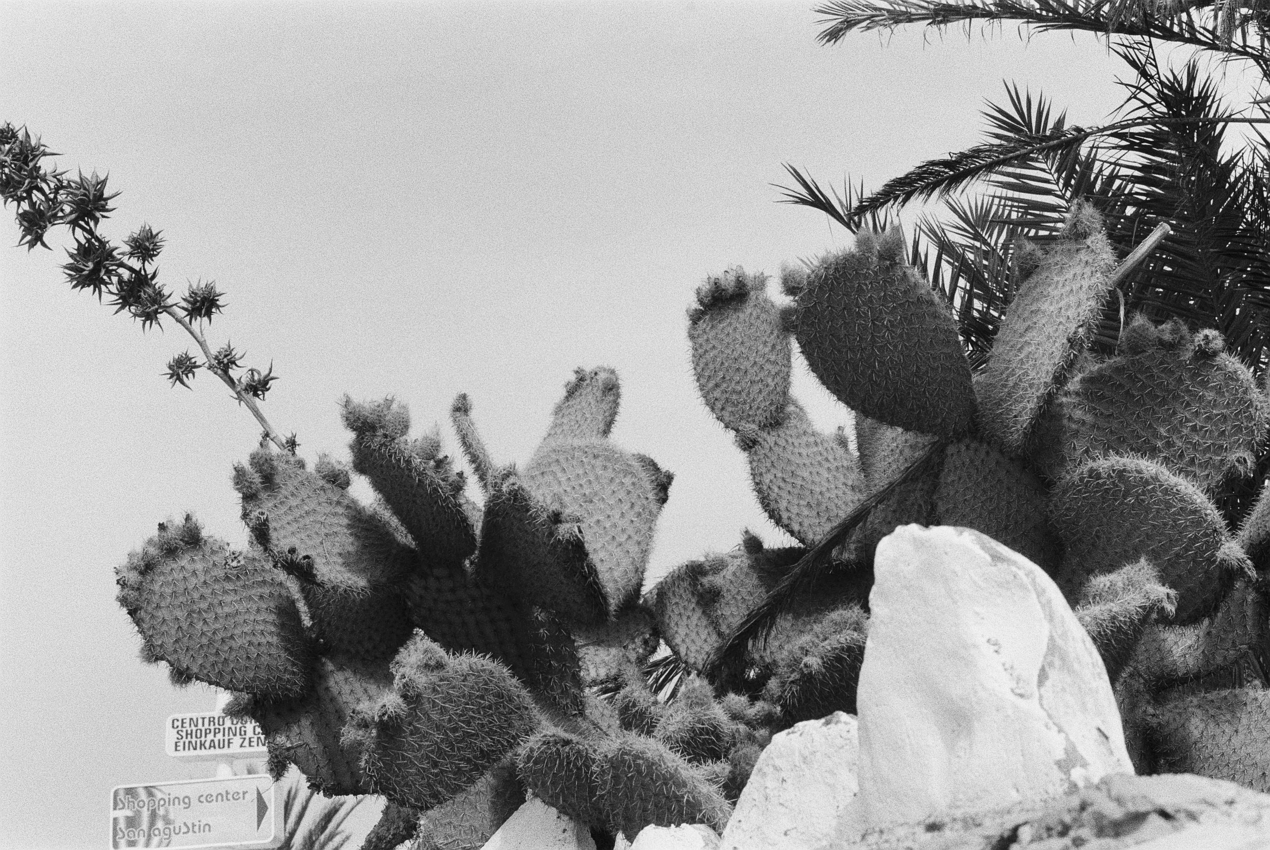 Schwarze und weiße Fotografie eines Kaktus mit spitzen Dornen, umgeben von Steinen und einer Palme im Hintergrund.
