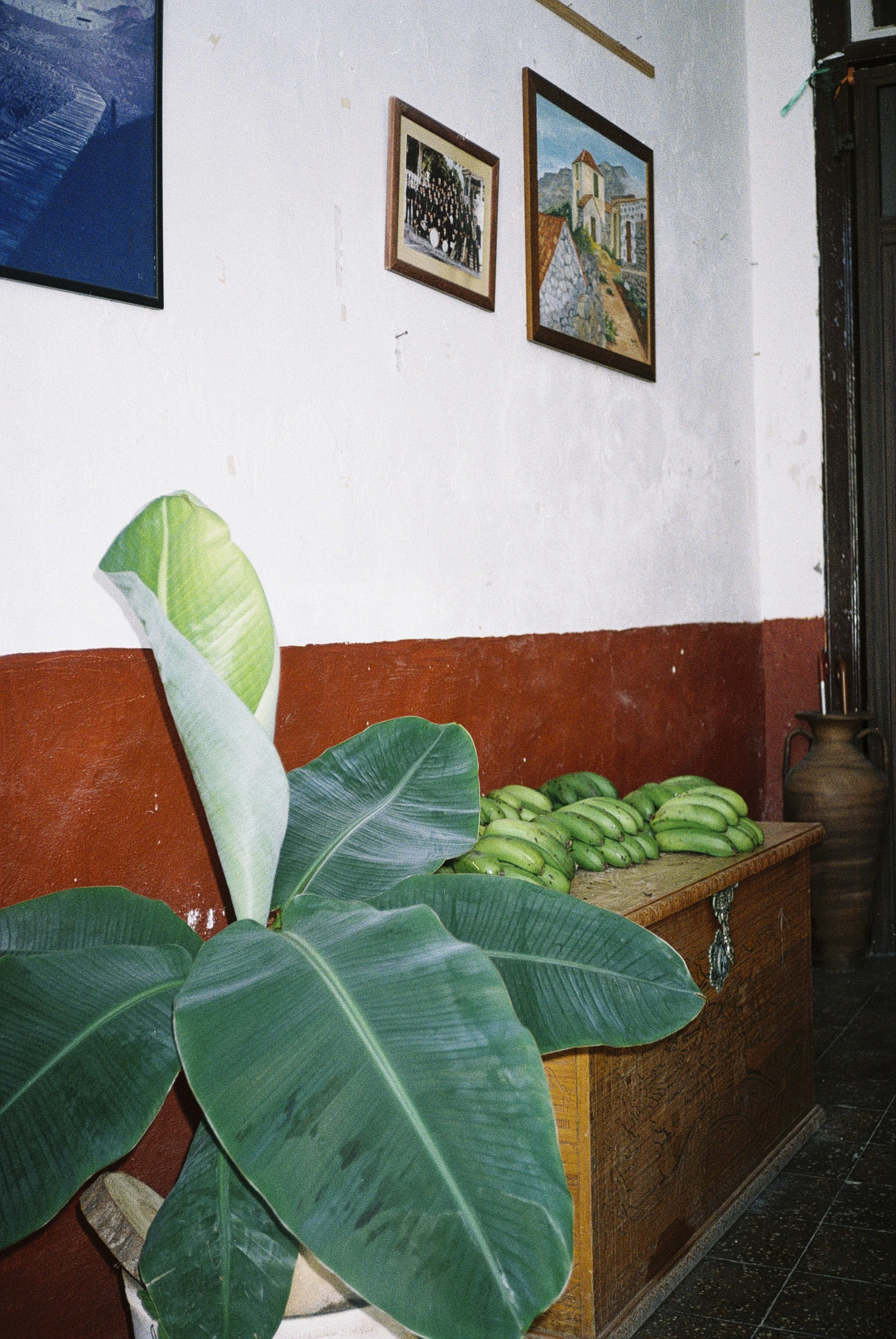 Ein Wohnzimmer mit einer großen Grünpflanze im Vordergrund, einem Tisch mit Bananen, einem weißen Wand mit Fotografien und Gemälden, und einer Holzkommode