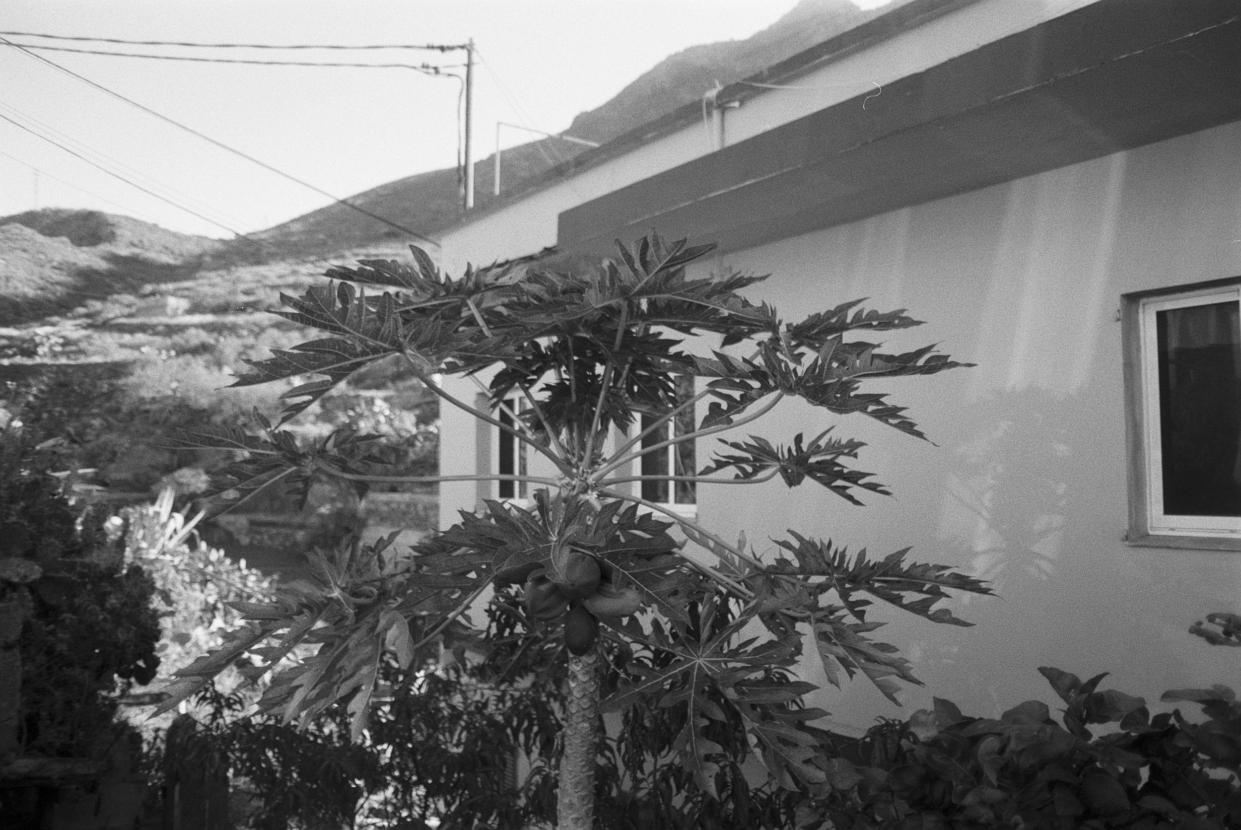 Ein Baum mit großen Blättern vor einem modernen Haus mit weißen Wänden und einem Fenster. Es sind Berge und Kabel in der Hintergrund sichtbar.