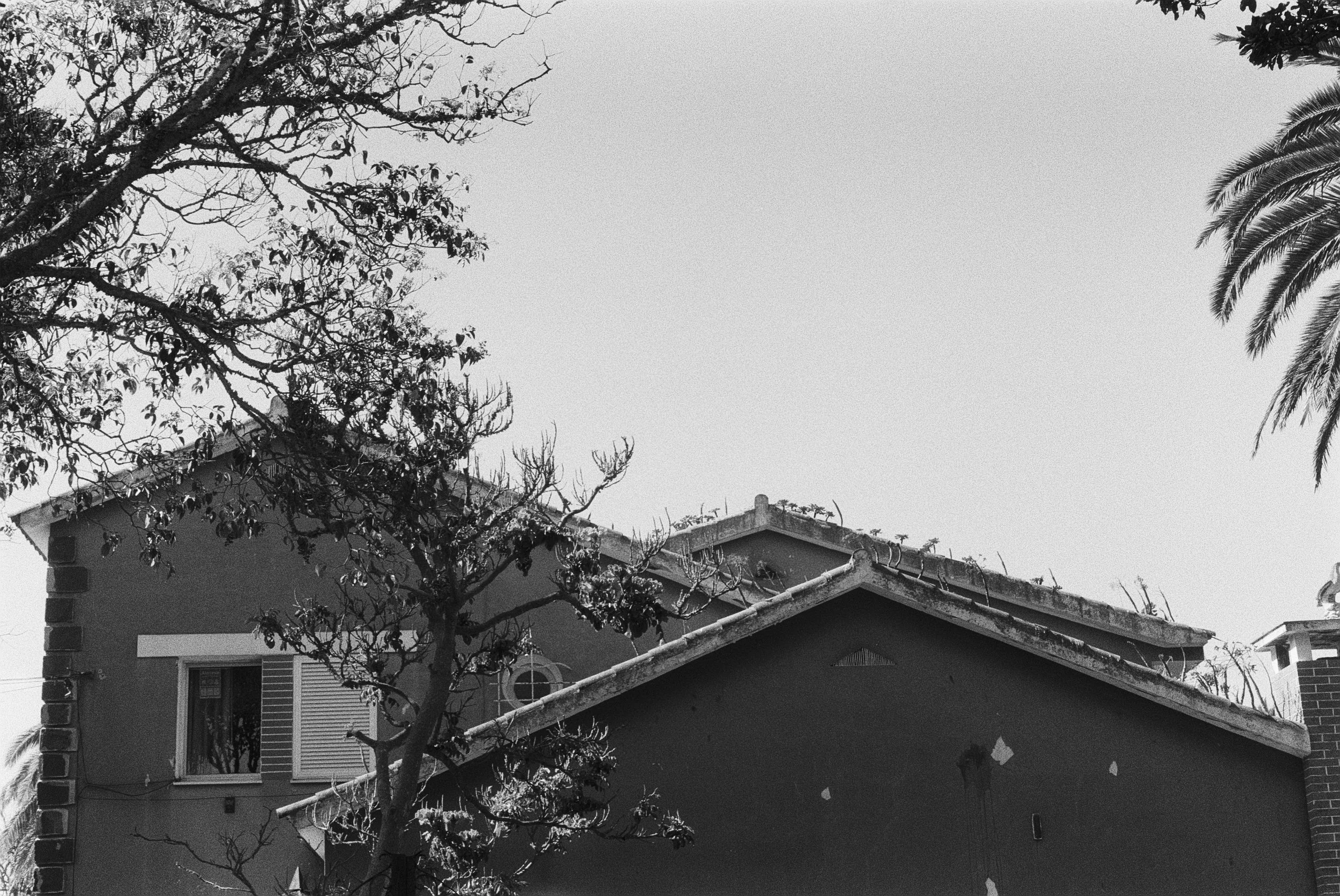 Schwarz-weiße Aufnahme eines Hauses mit Baum im Vordergrund und Palmen im Hintergrund.