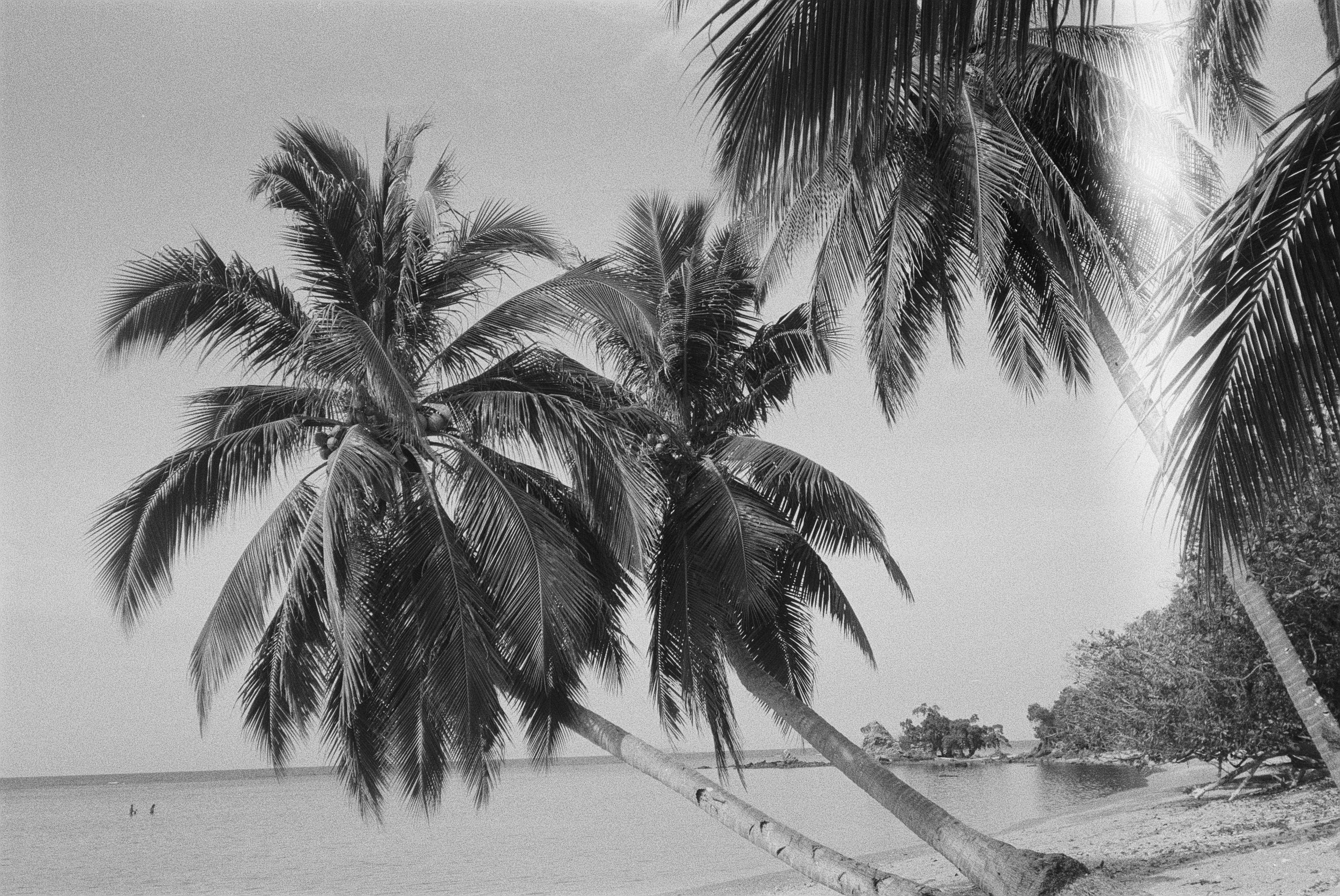 Schwarz-Weiß-Foto von Palmen am Strand bei Sonnenlicht, mit Blick auf das Meer im Hintergrund.