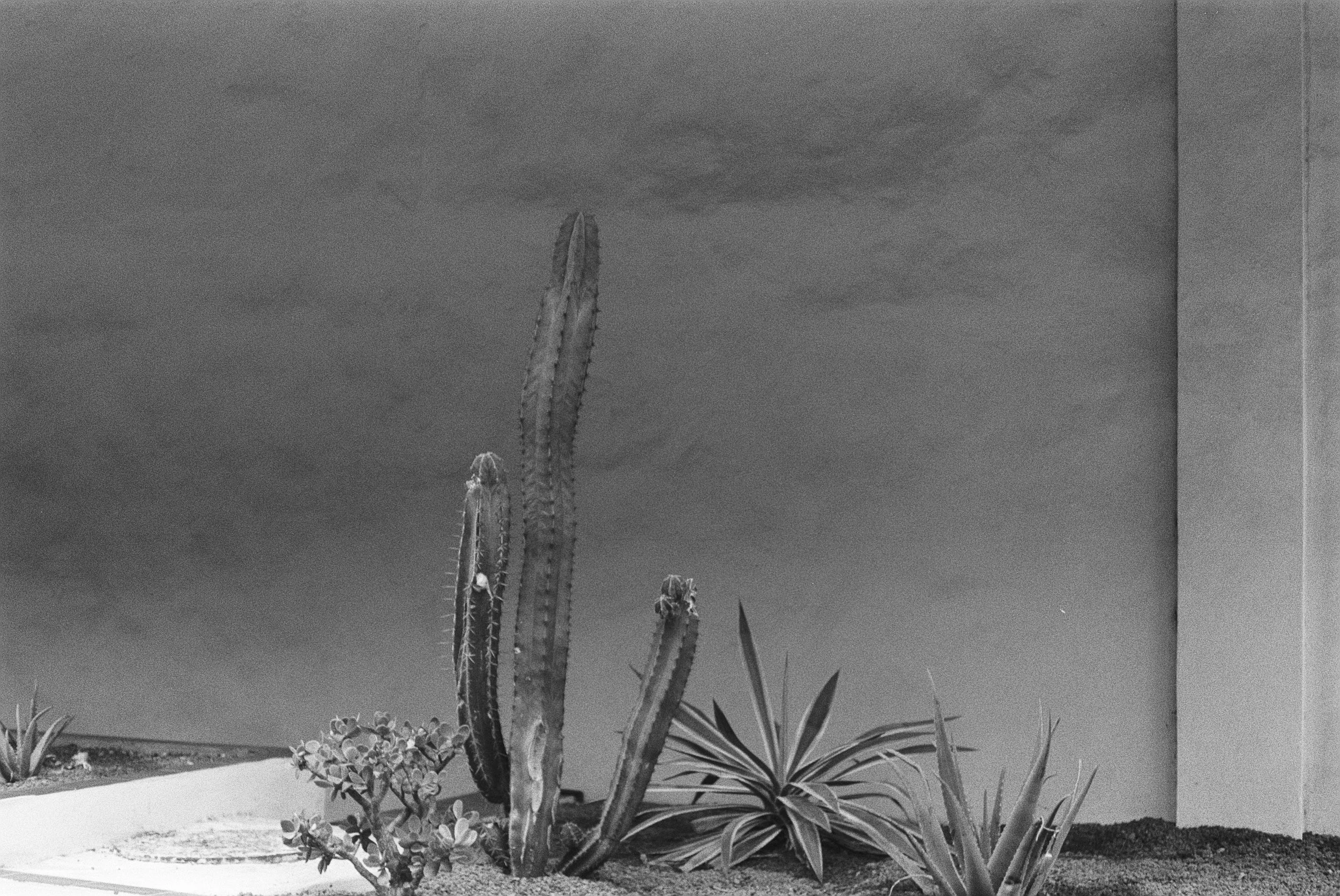Kakteen und Sukkulenten im Garten vor grauem Himmel