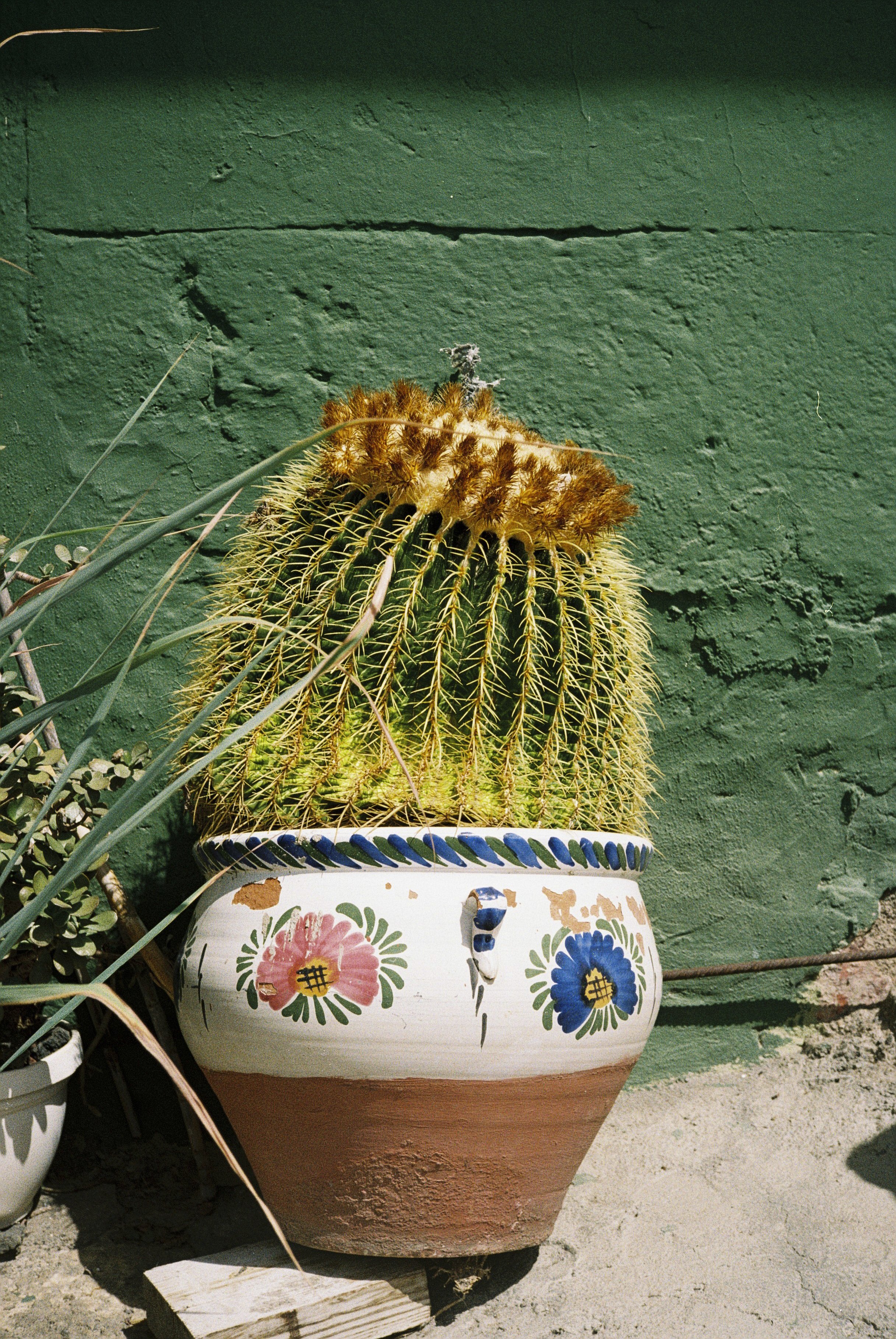 Großer, runder Kaktus in einer dekorativen Keramikschale mit Blumenmuster, vor einer grünen Wand. Der Kaktus hat gelb-orange Blüten und ist in einem großen Terrakotta-Topf gesetzt.