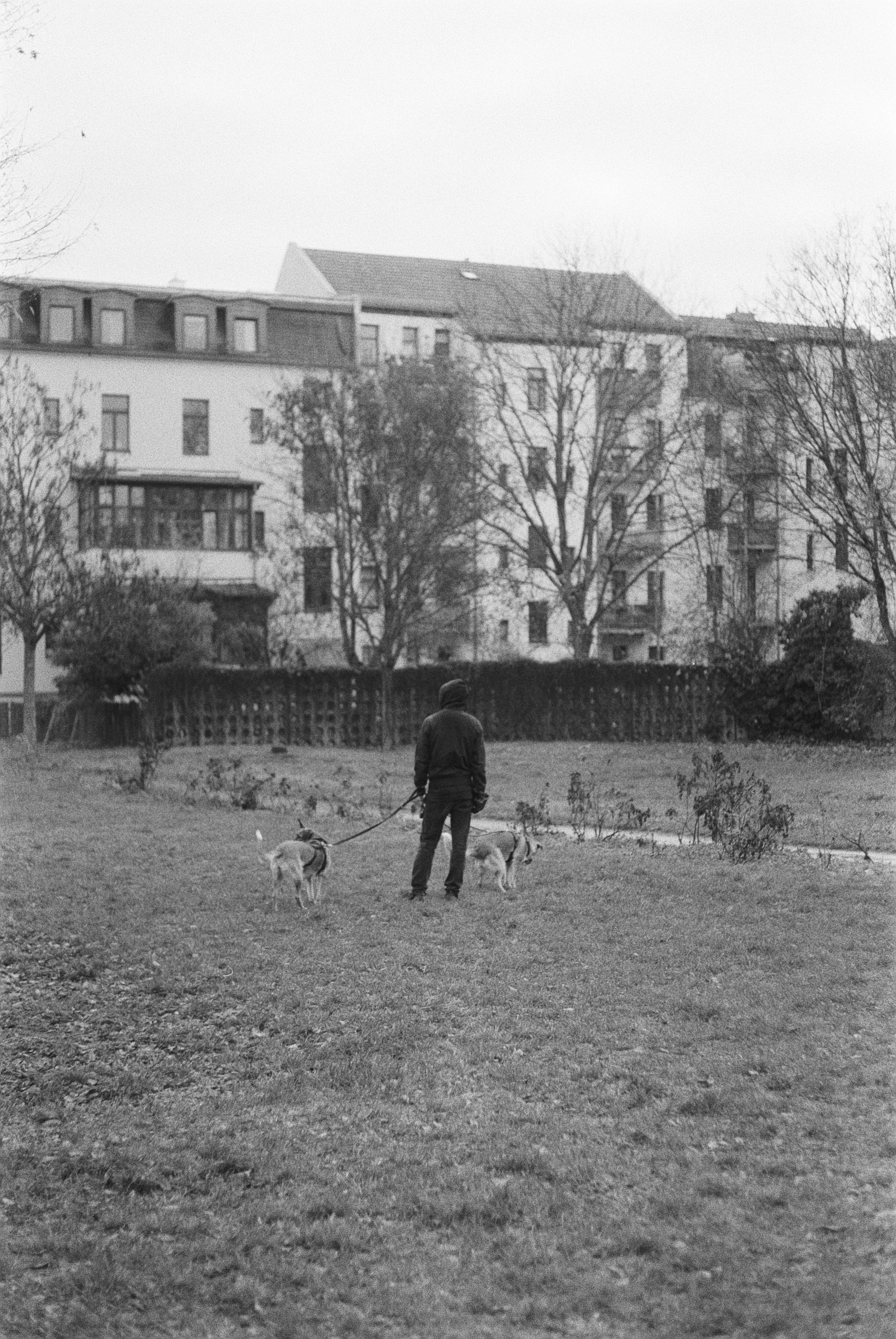 Ein Mann mit zwei Hunden auf einer Wiese in einer Stadt mit mehrstöckigen Gebäuden im Hintergrund, Blattbäume umgeben die Szenerie, es ist wahrscheinlich Herbst.