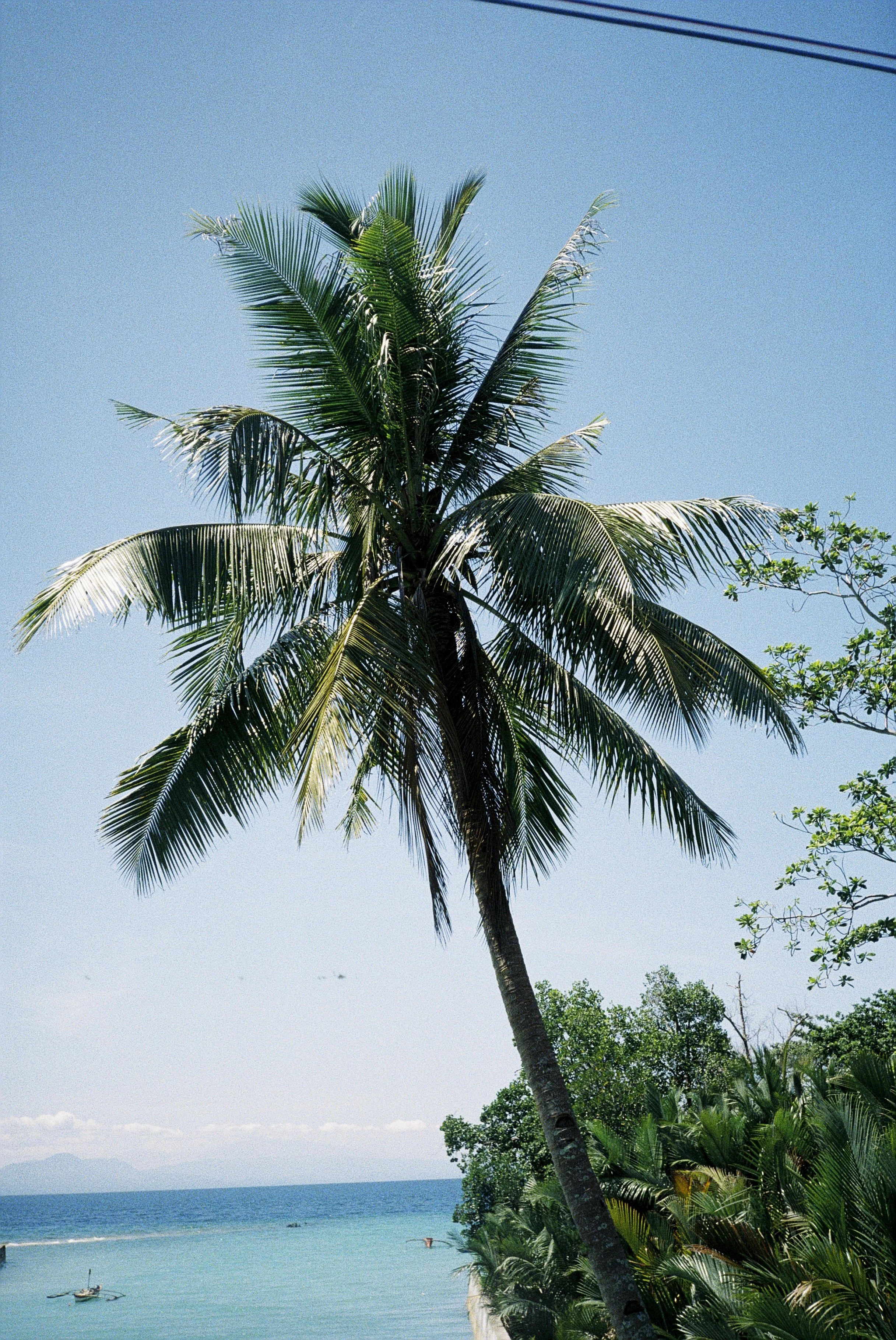 Blick auf einen Strand mit Palmen, blauer Himmel und das Meer im Hintergrund.