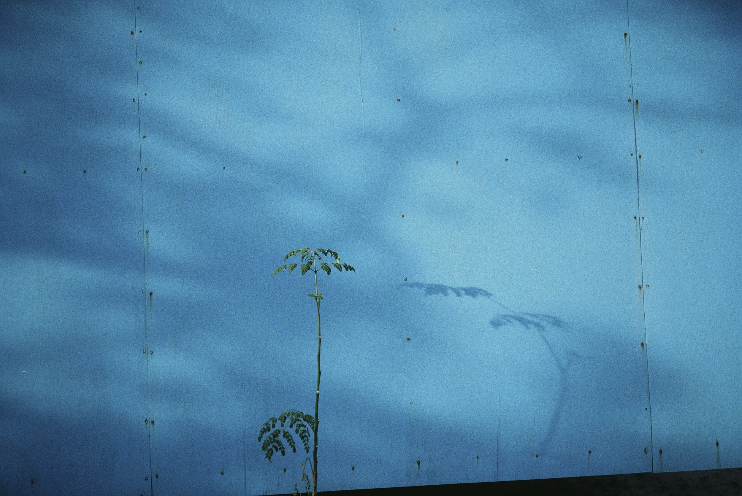 Ein kleiner Baum wächst vor einer blauen Metallwand, die mit Schrauben befestigt ist, und wirft einen Schatten. Der Himmel ist teilweise bewölkt.