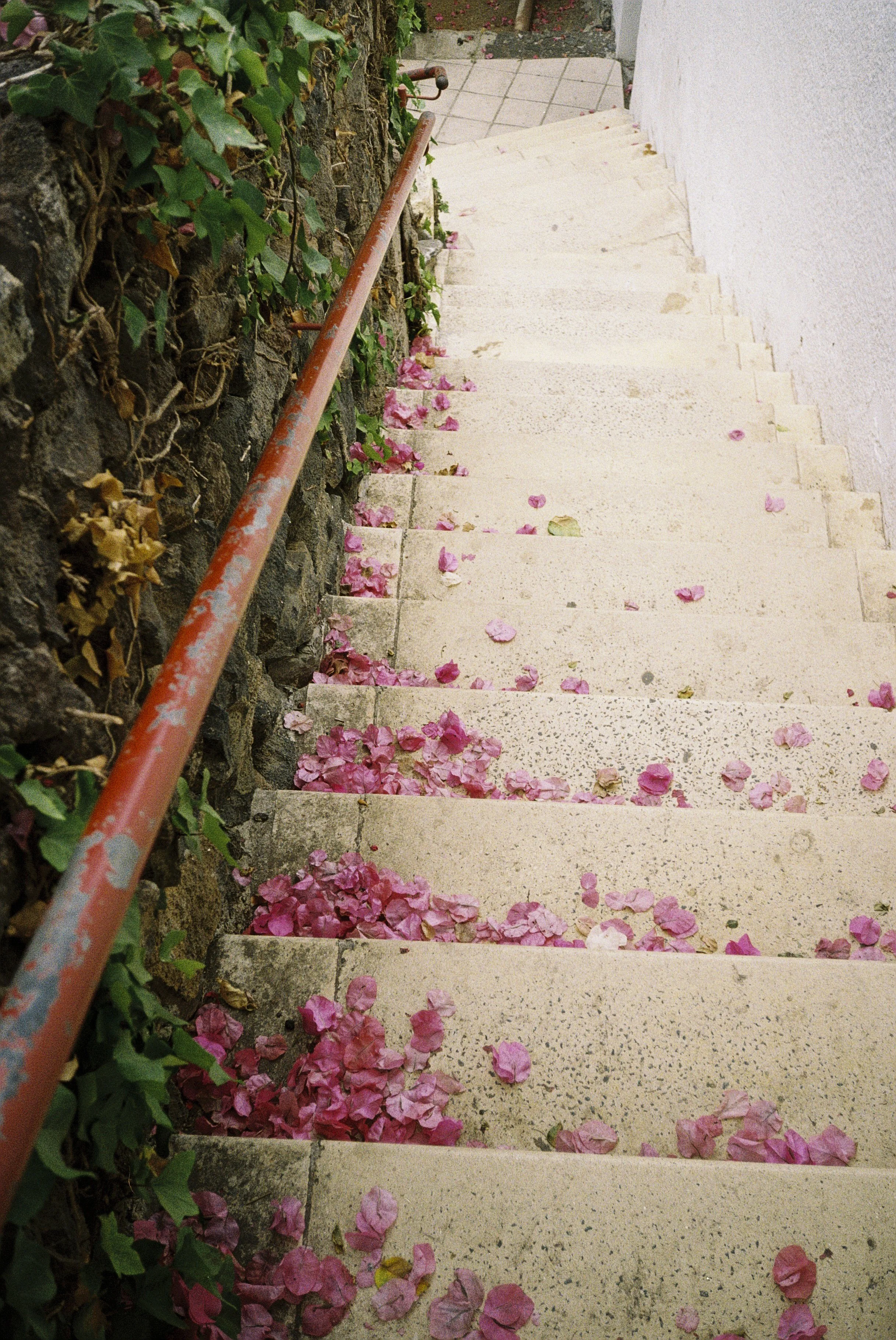 Stufen berab aufgemalten rosa Blütenblättern mit einer Roten Handläufe an der Seite, links eine Steingarten mit grünem Laub und auf der rechten Seite eine weiße Wand.