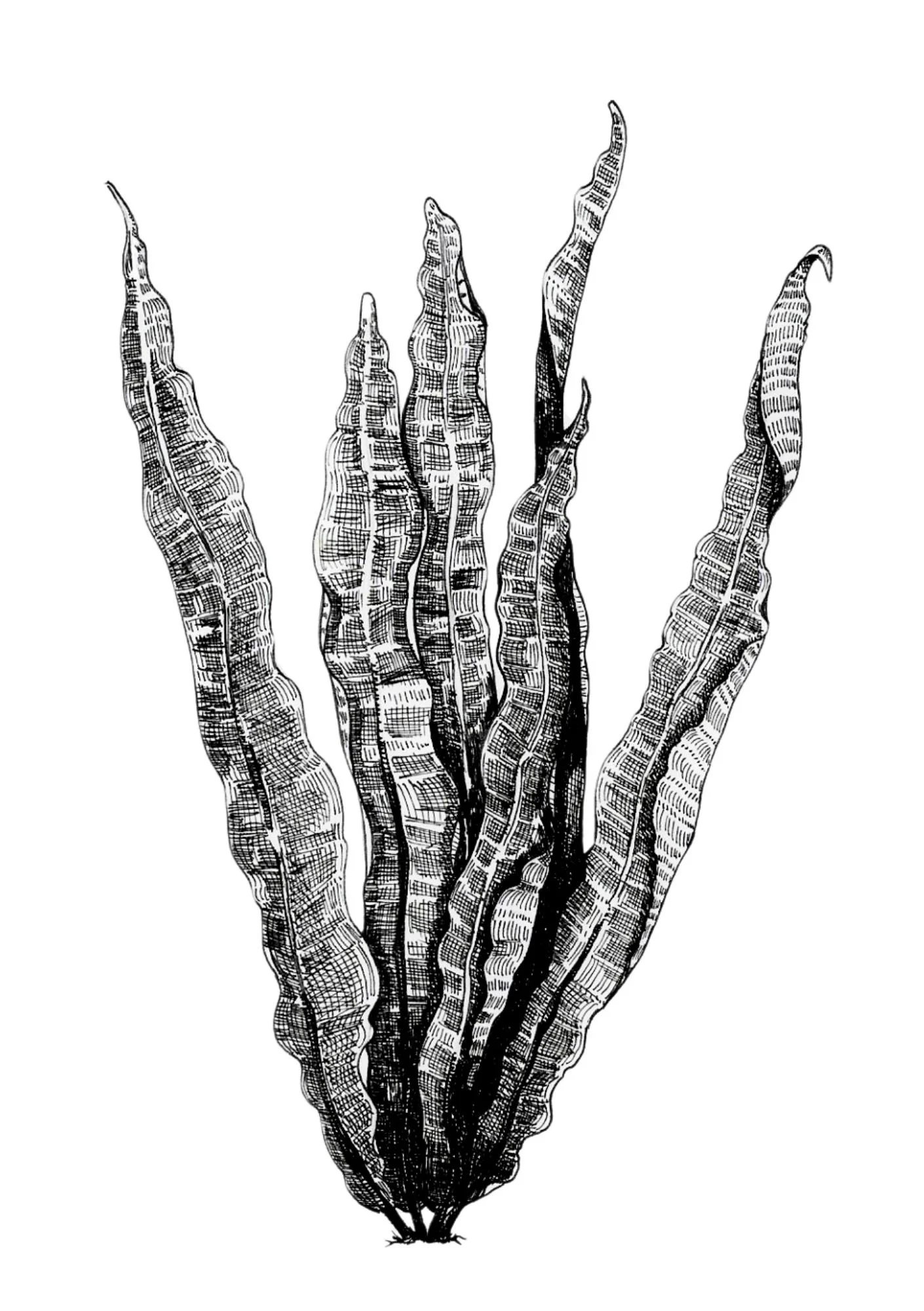 Fern 3 - A5.pdf.jpg