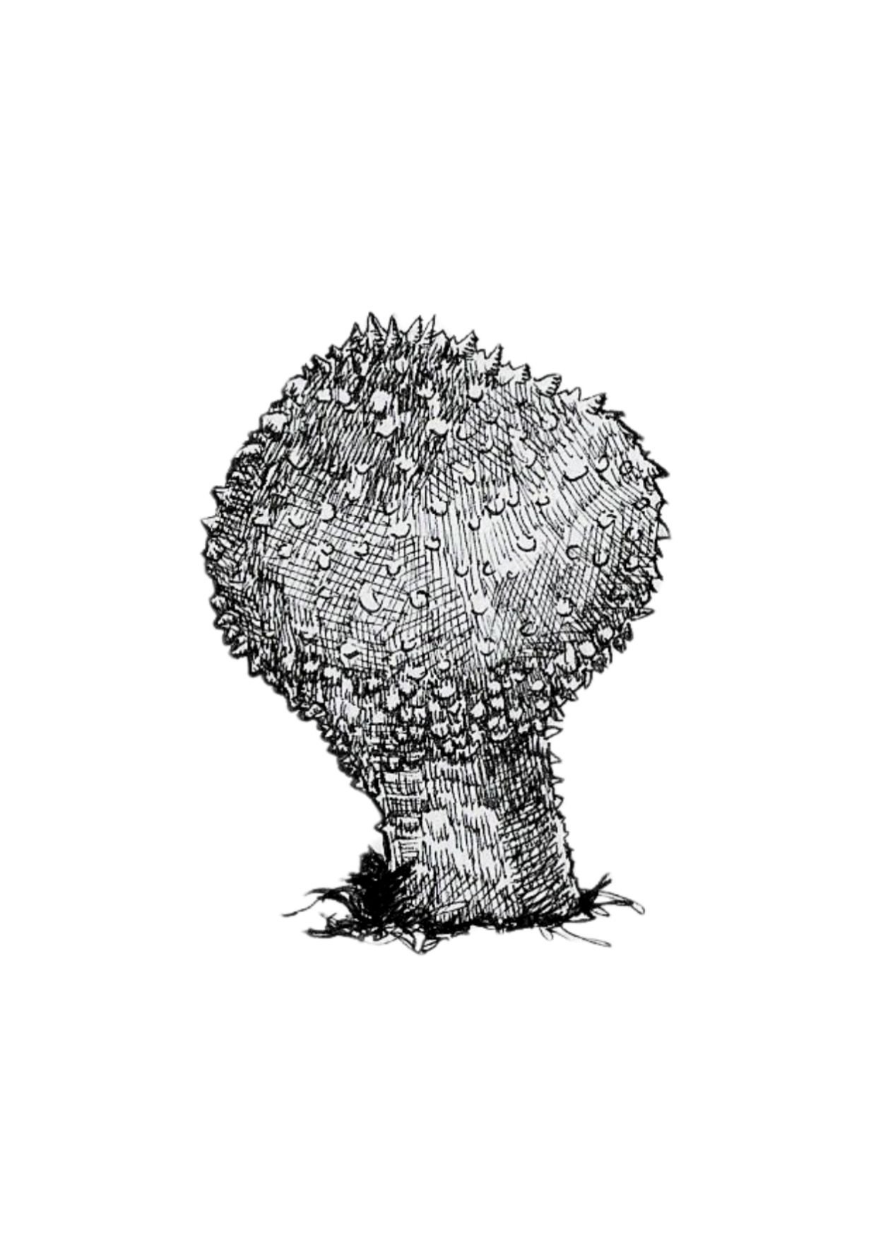 Common Puffball- A6.jpg