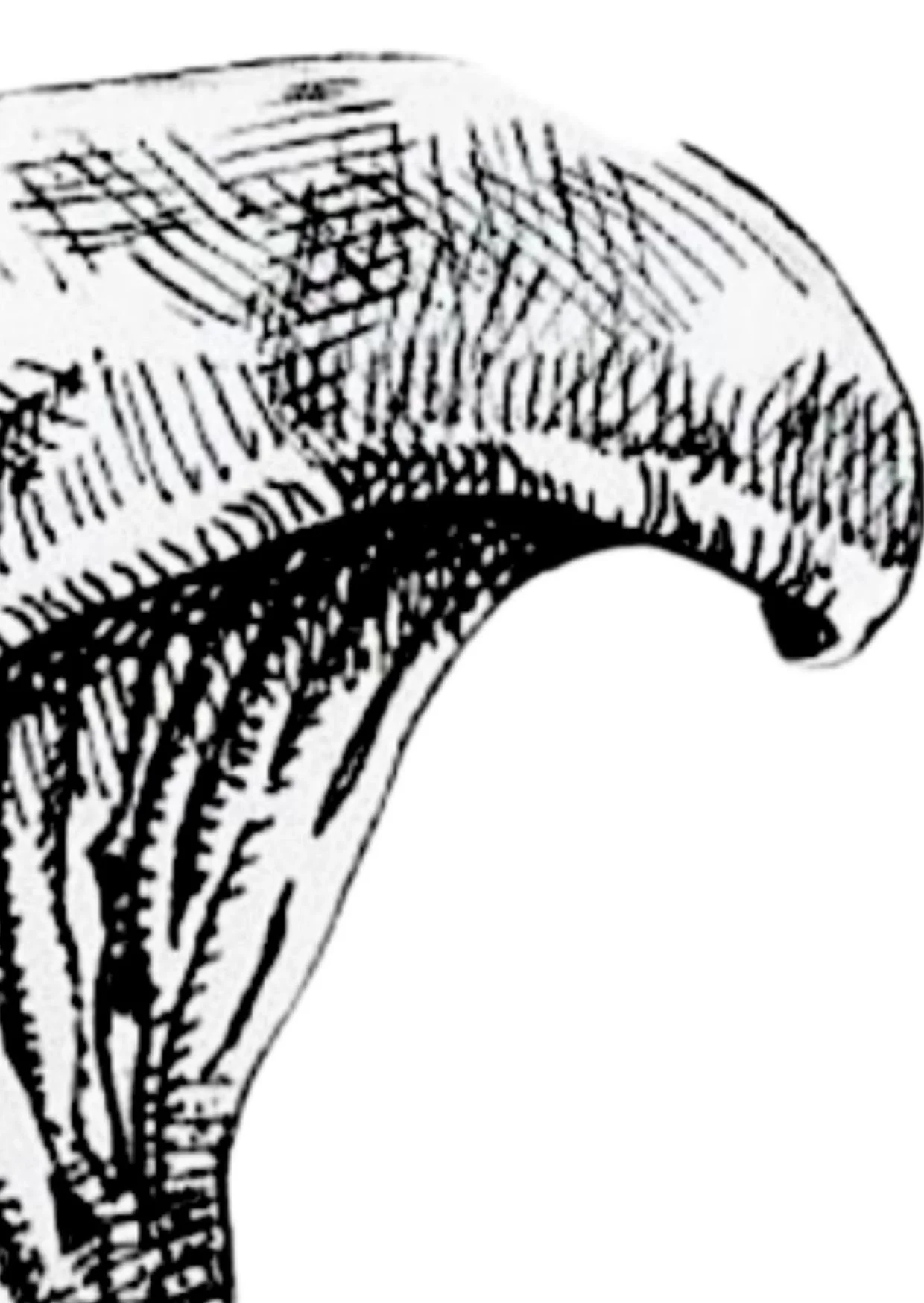 Detail Chanterelle - A6.jpg