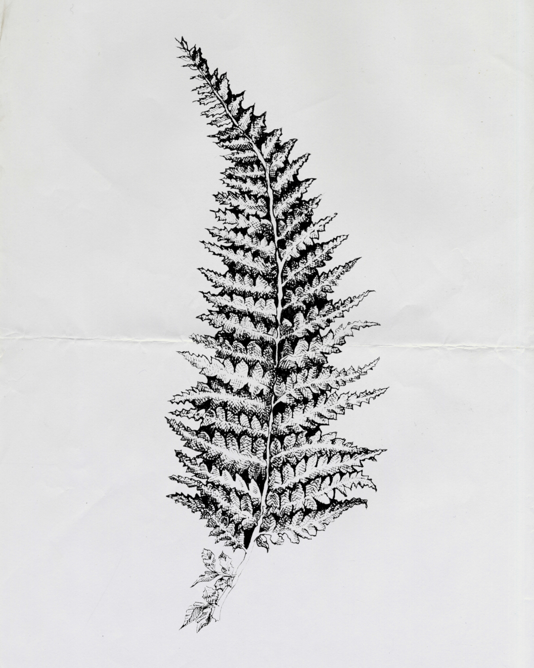 Fern