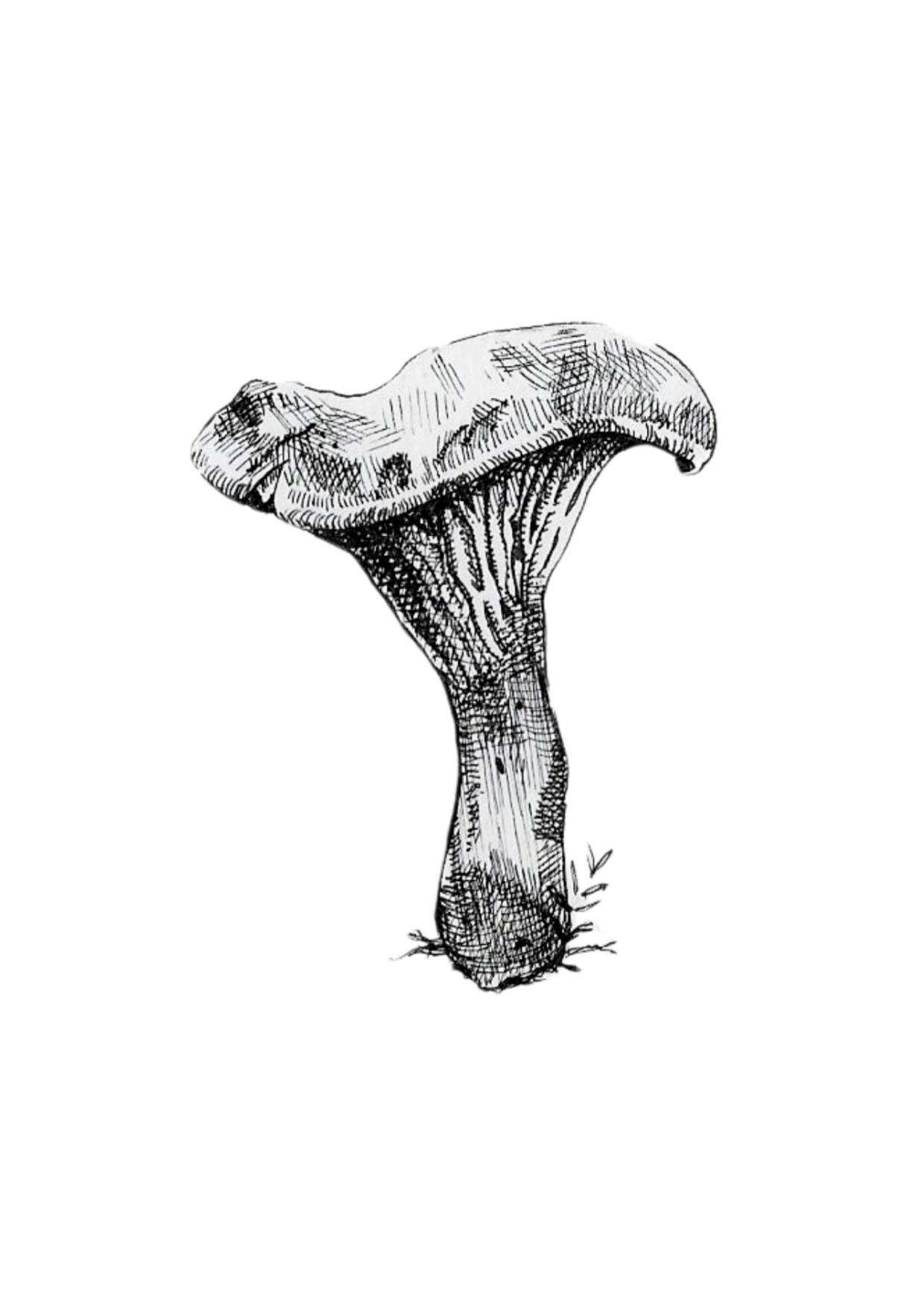 Chanterelle
