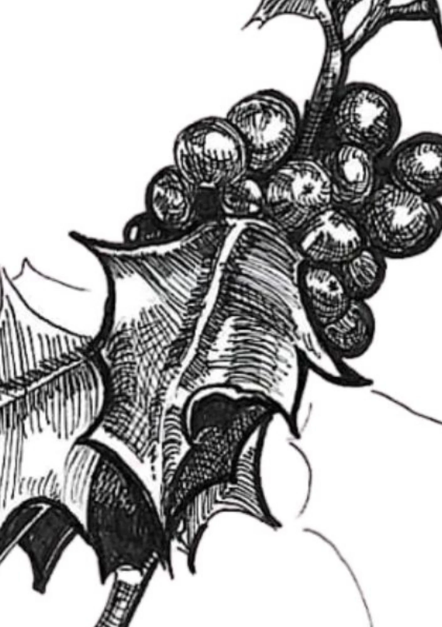 Detail Holly - A5.jpg
