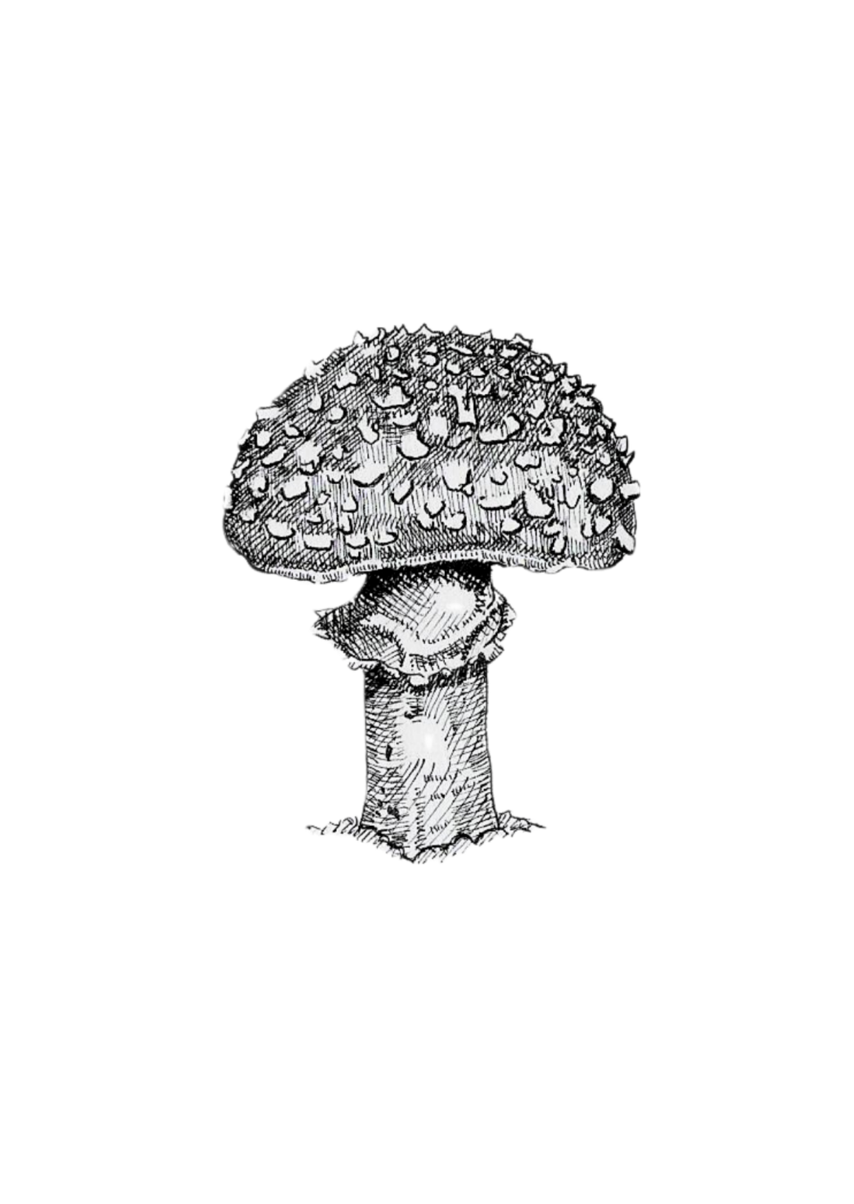 Fly Agaric