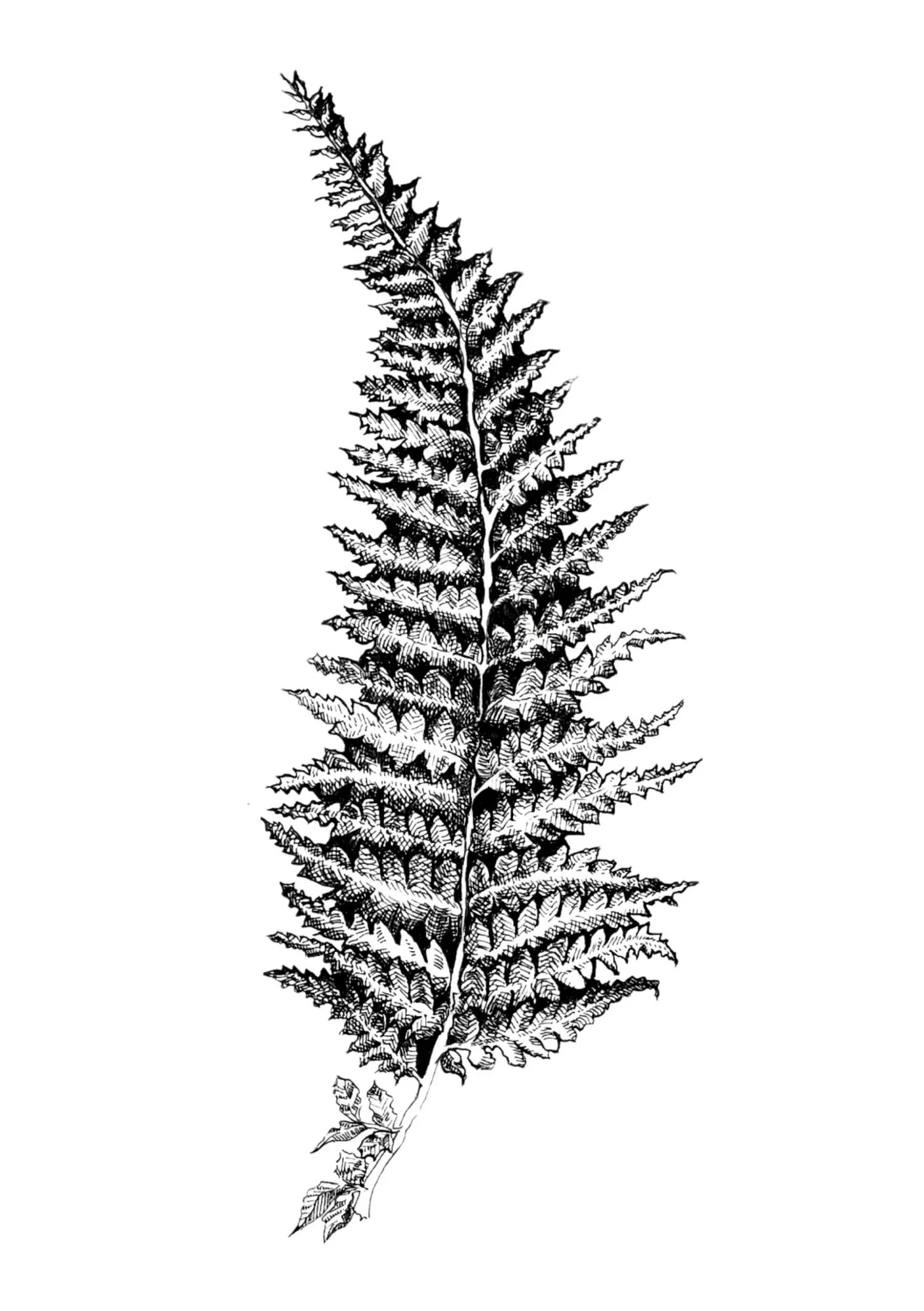 Fern 2 - A5.pdf.jpg