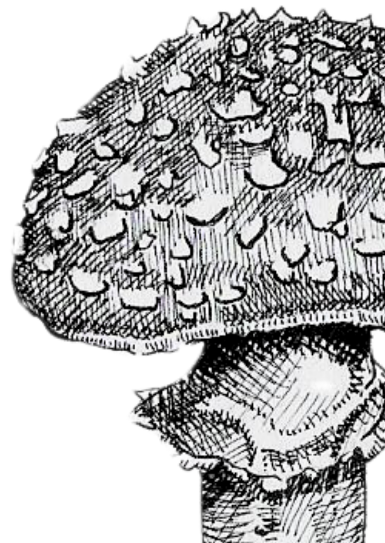 Detail Fly Agaric - A6.png