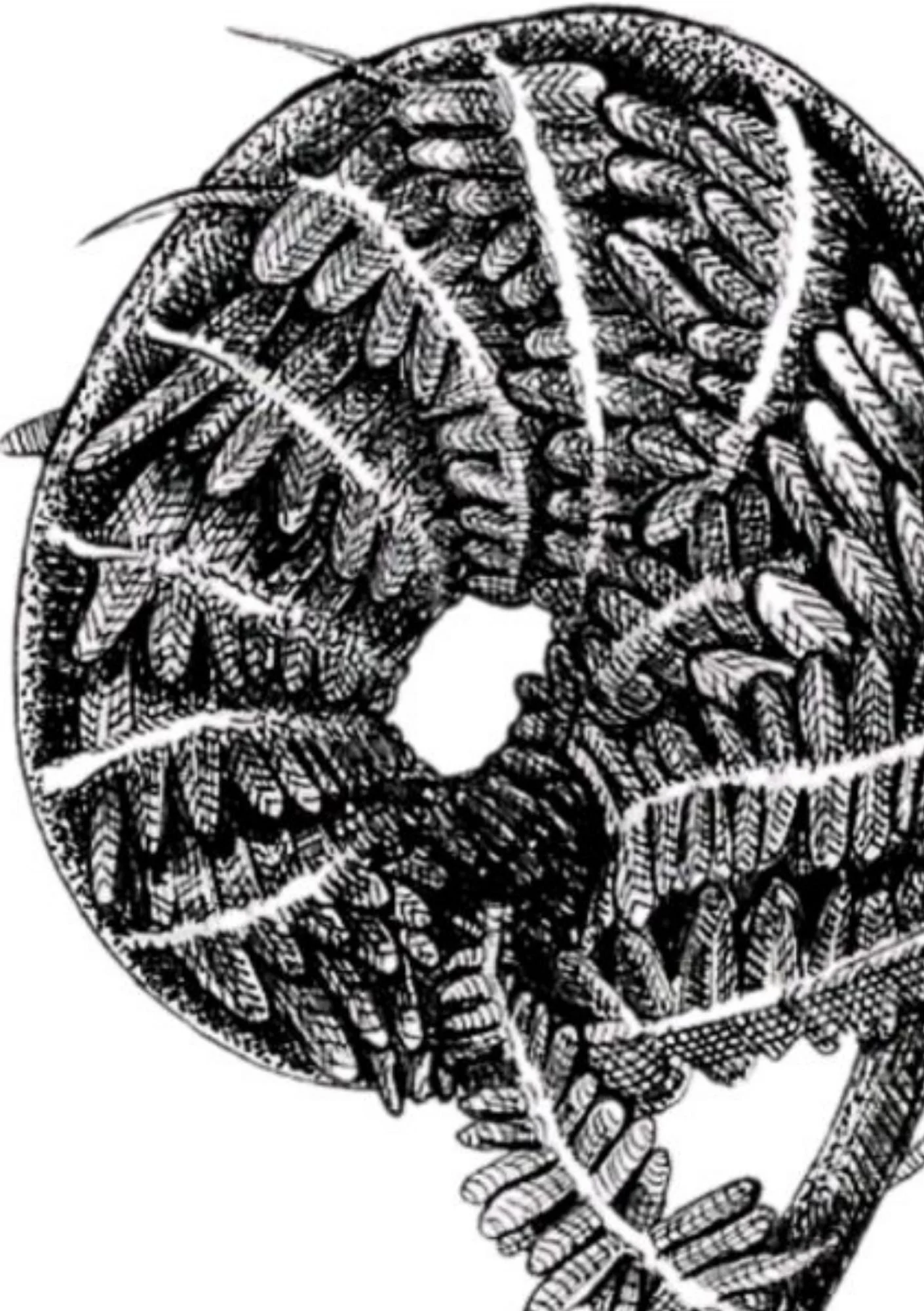 Detail Fern 1 - A5.jpg