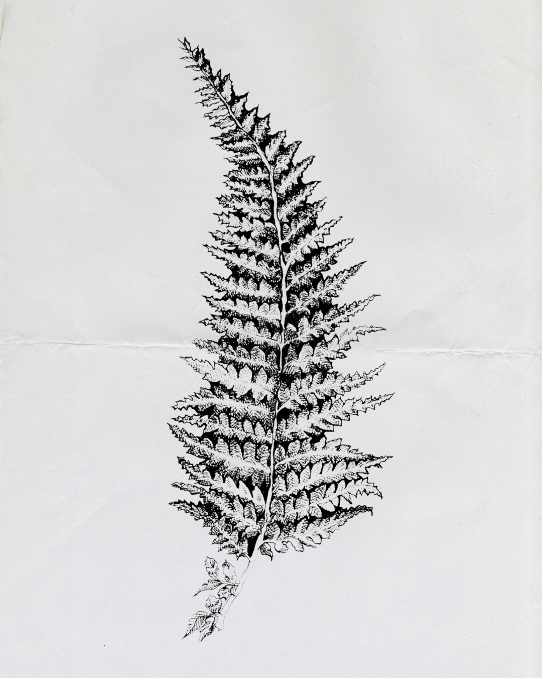 Fern 2