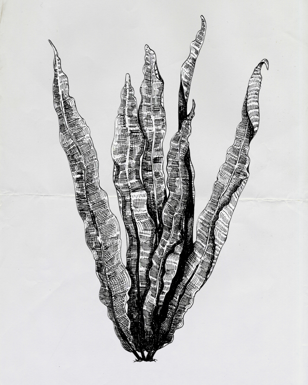 Fern 3