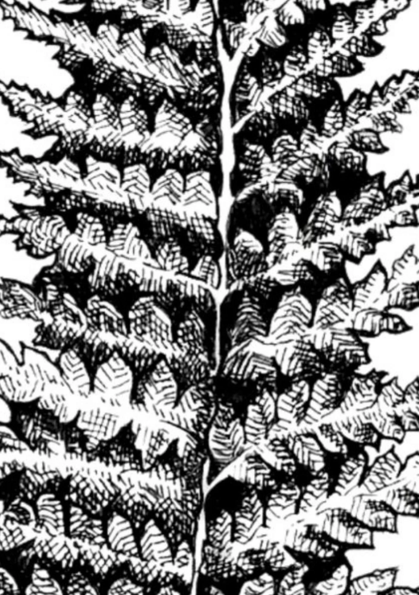 Detail Fern 2 - A5.jpg