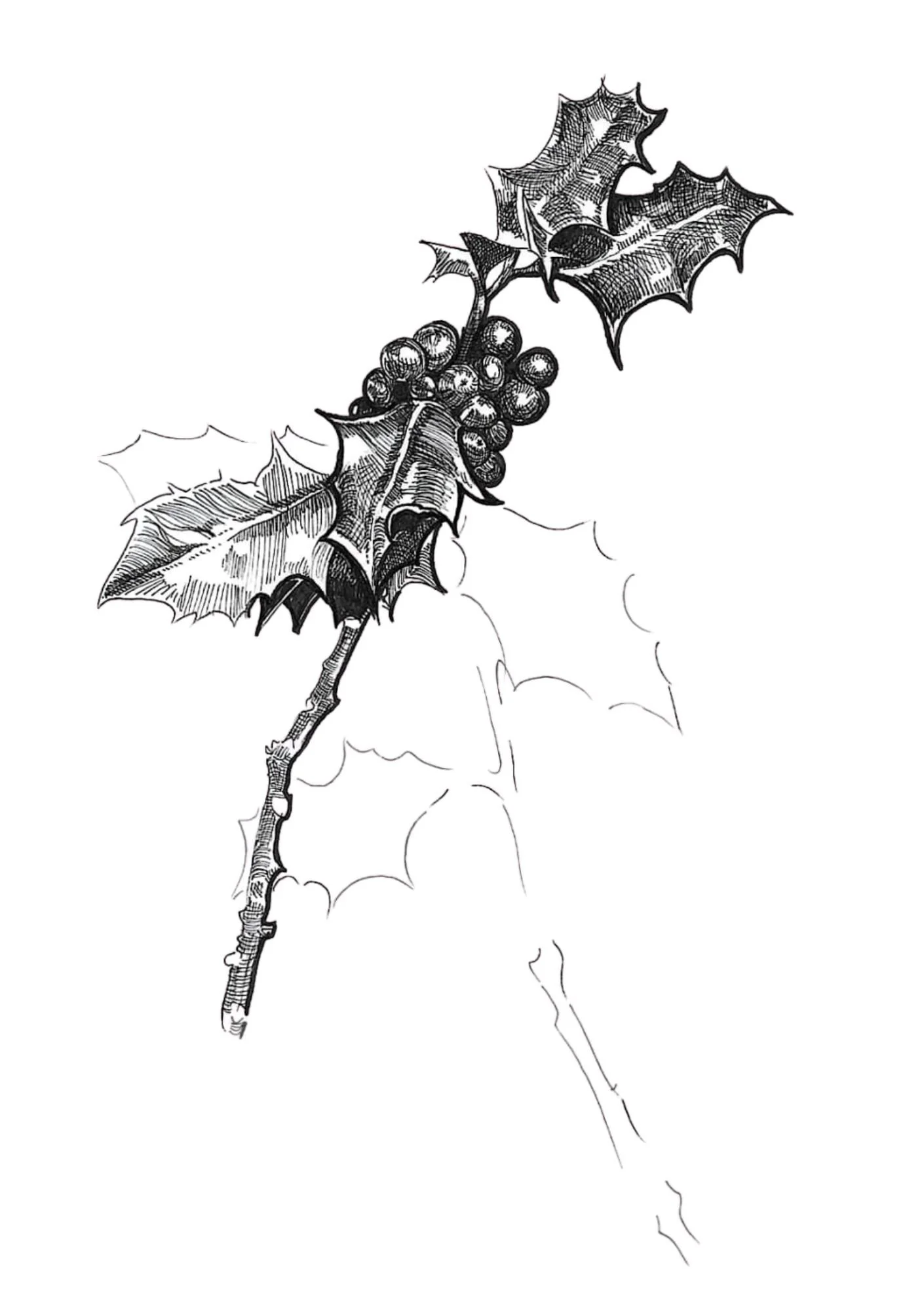 Holly - A5.jpg