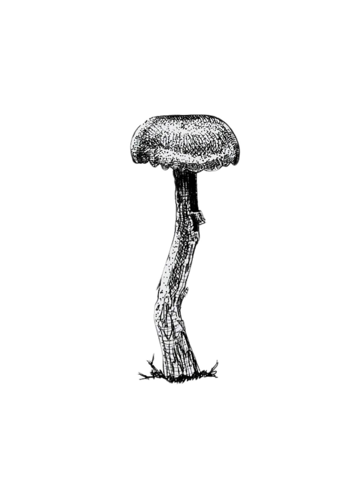 Amethyst Deceiver - A6.jpg