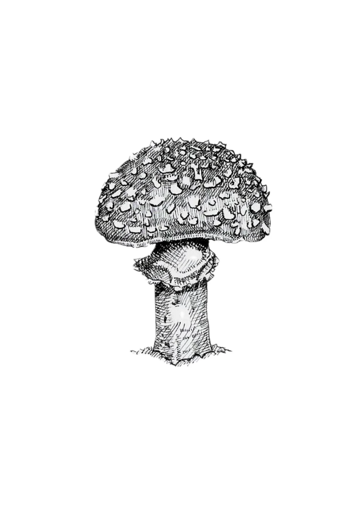 Fly Agaric - A6.jpg