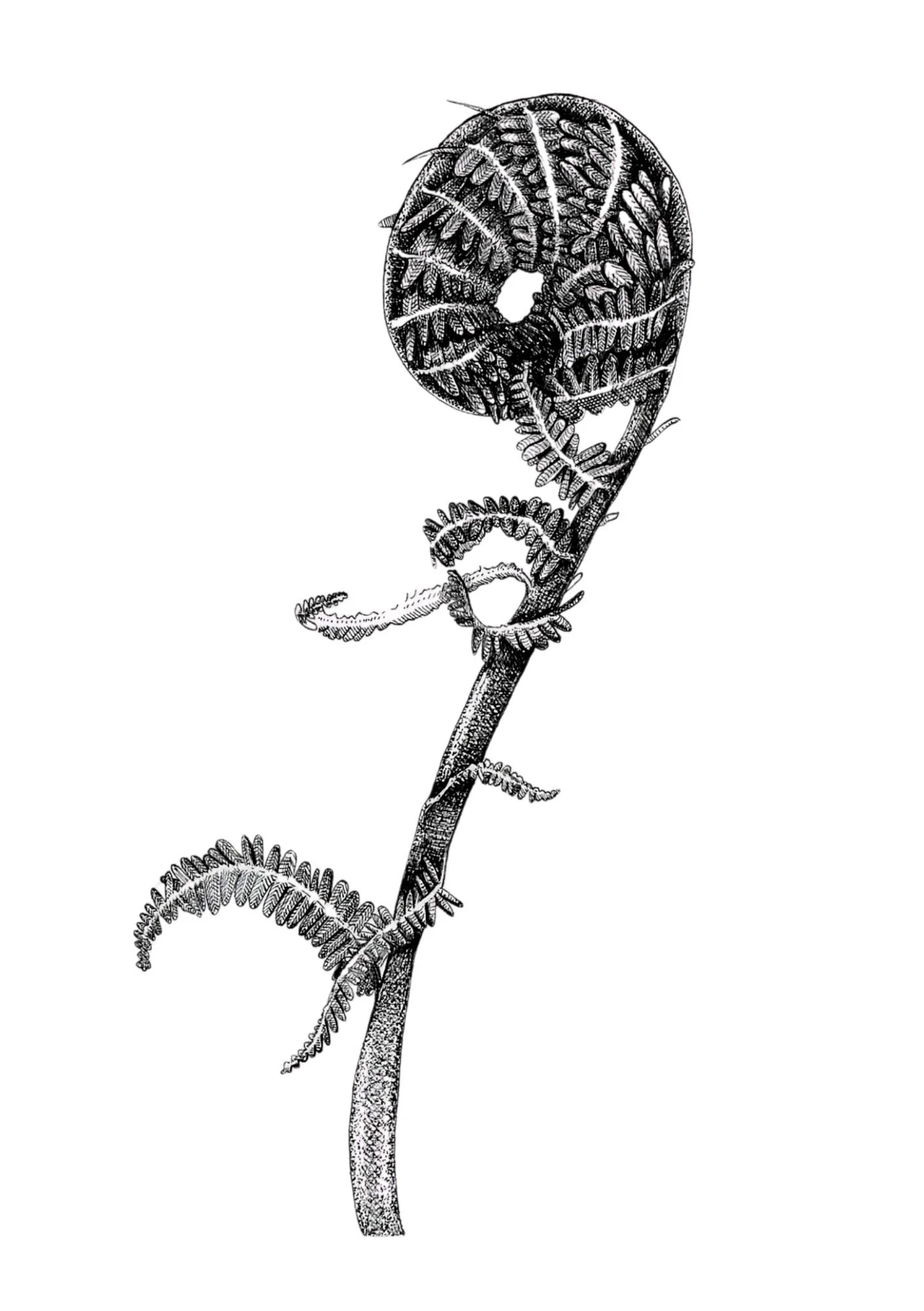 Fern 1 - A5.pdf.jpg
