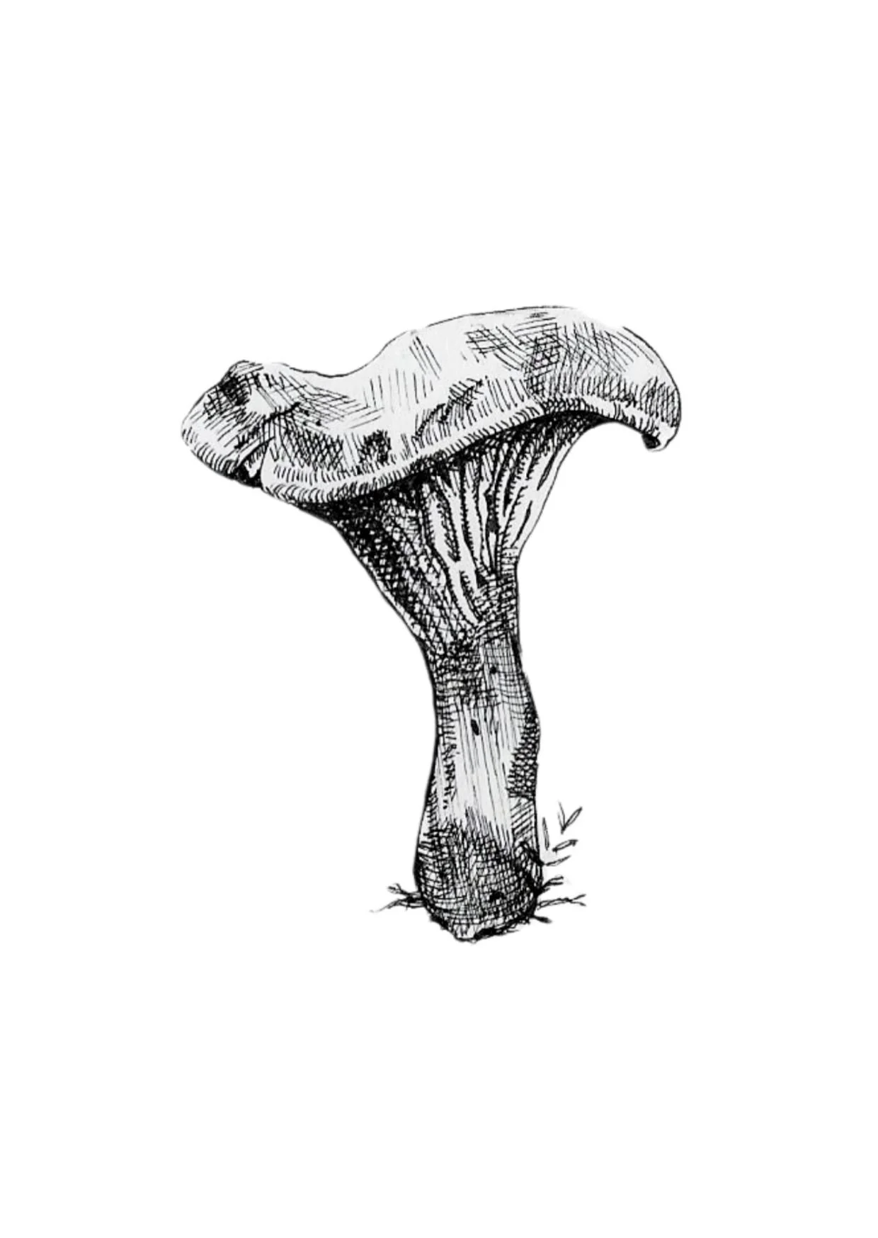 Chanterlle - A6.jpg