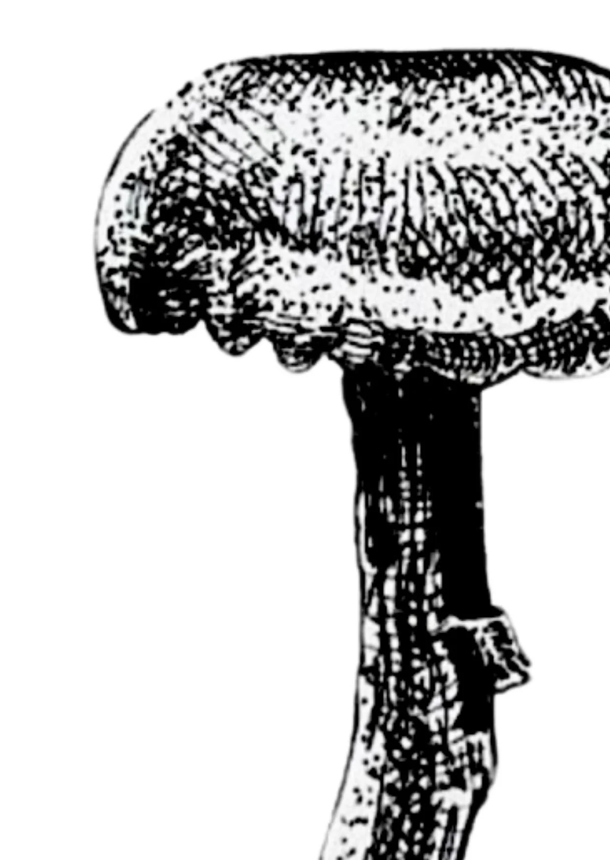 Detail Amethyst Deceiver A6.jpg