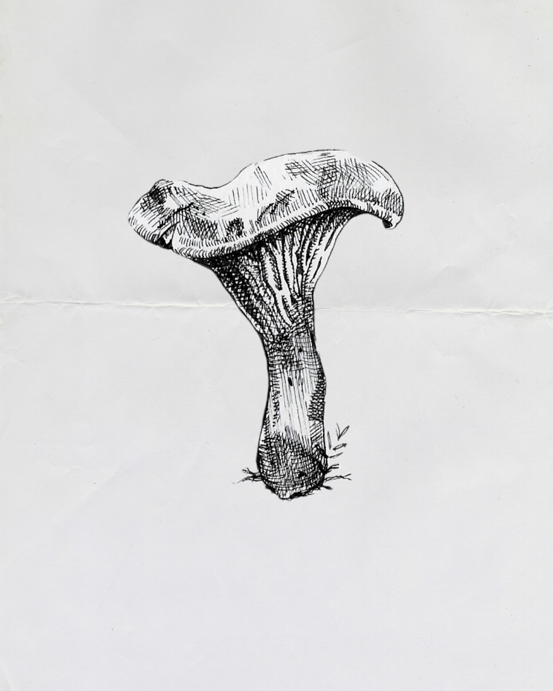 Chanterelle