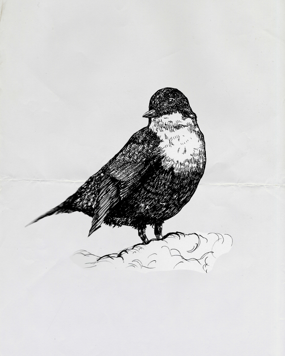 Dipper
