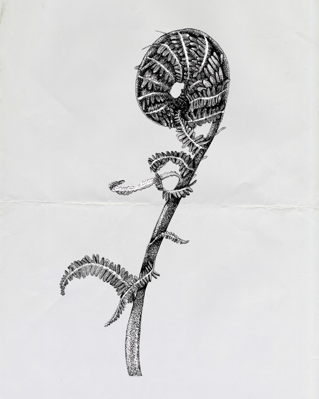 Fern 1