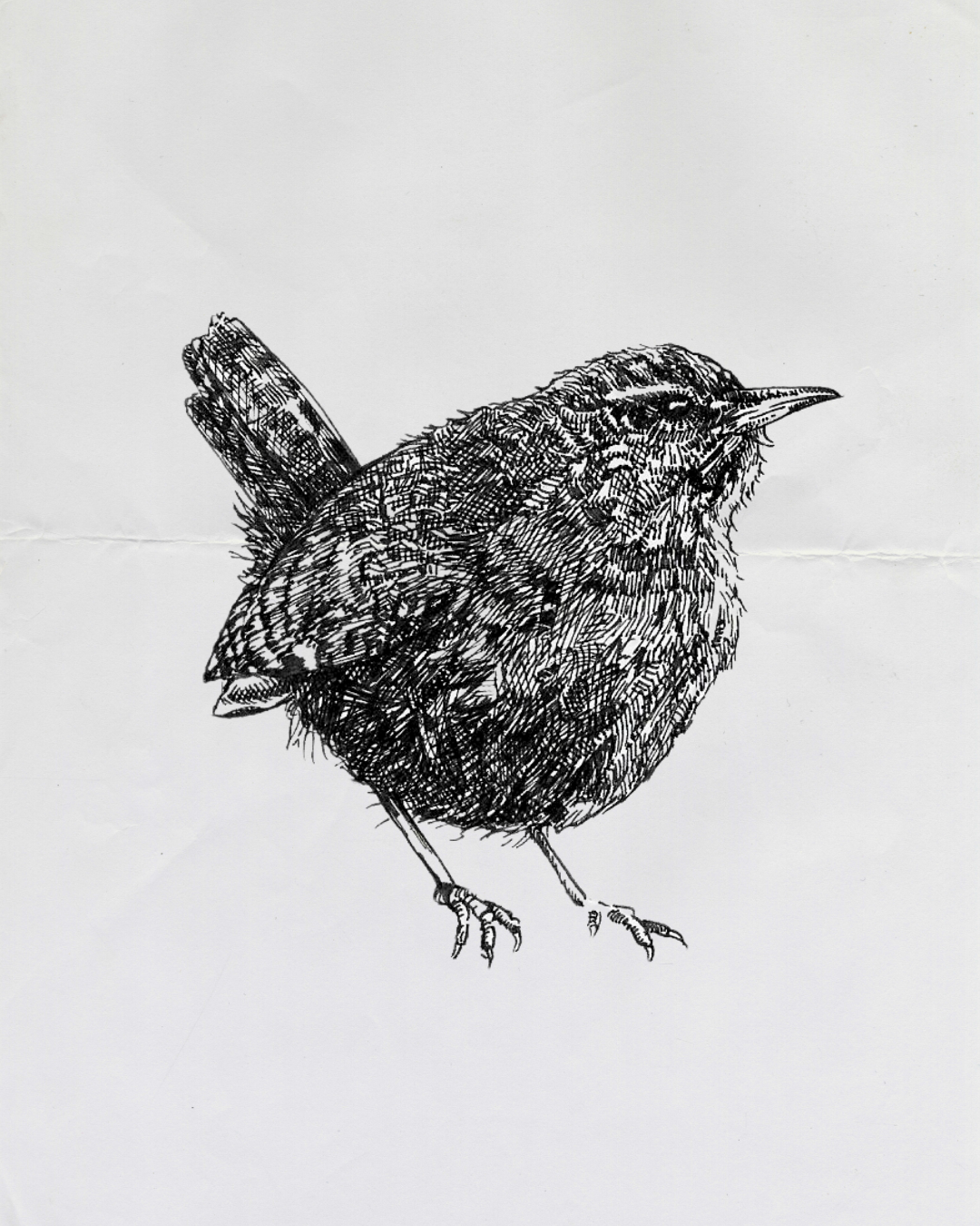 Wren
