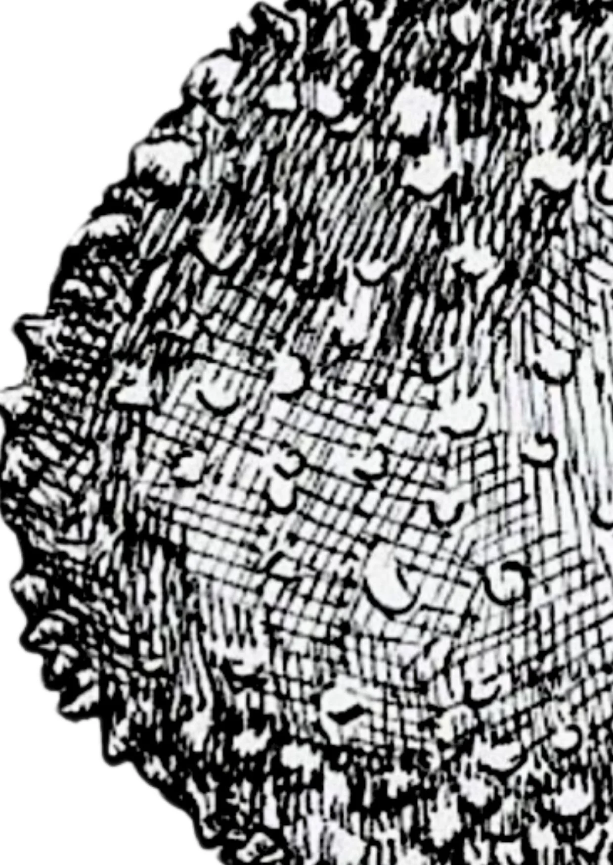 Detail Common Puffball - A6.jpg