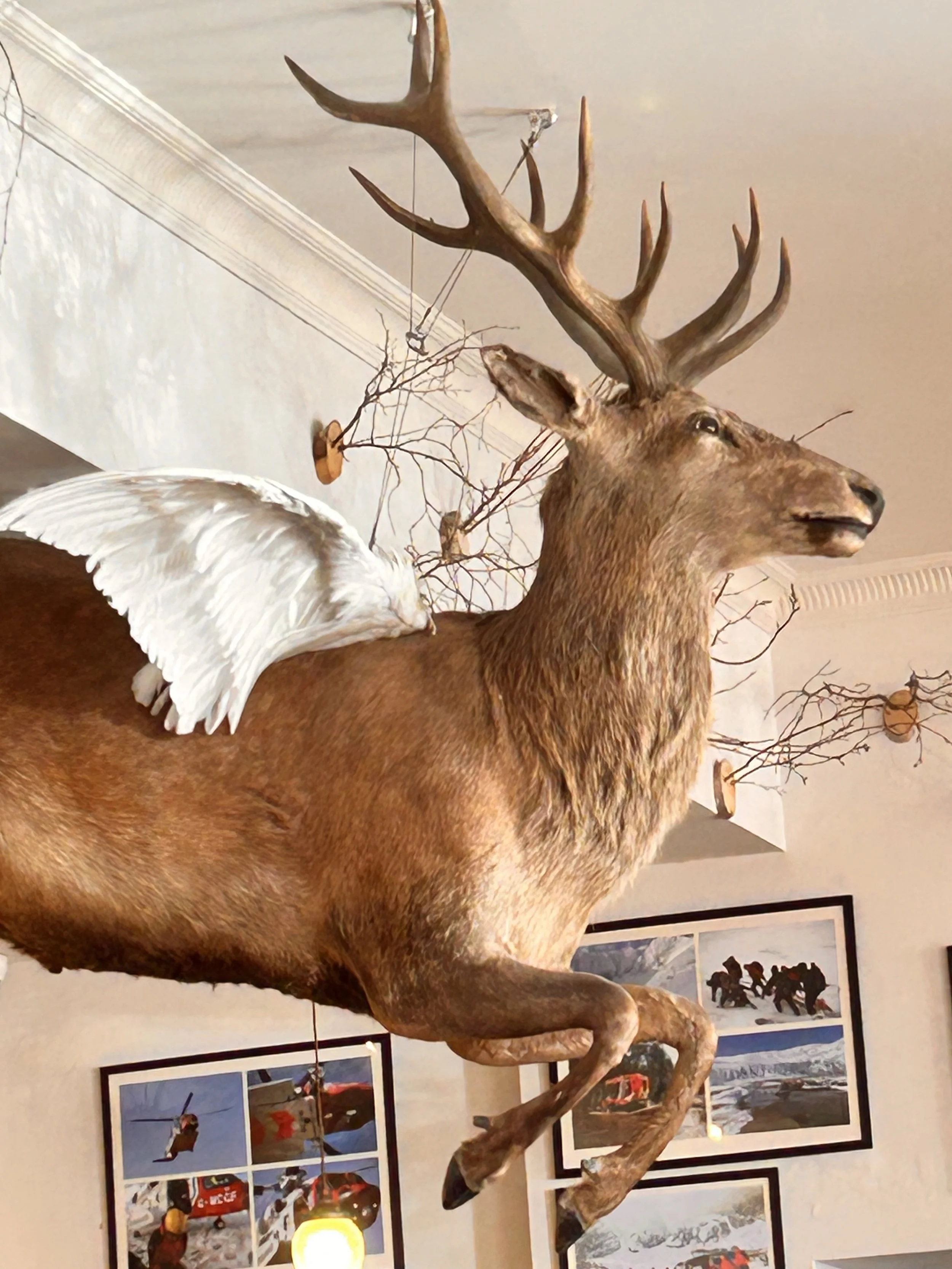 Tim Niall-Harris Speyside wildlife and sporting artist - Scotland