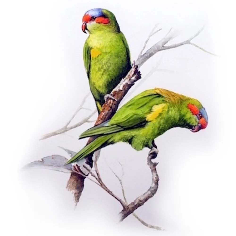 Tim Niall-Harris wildlife and sporting artist - Scotland