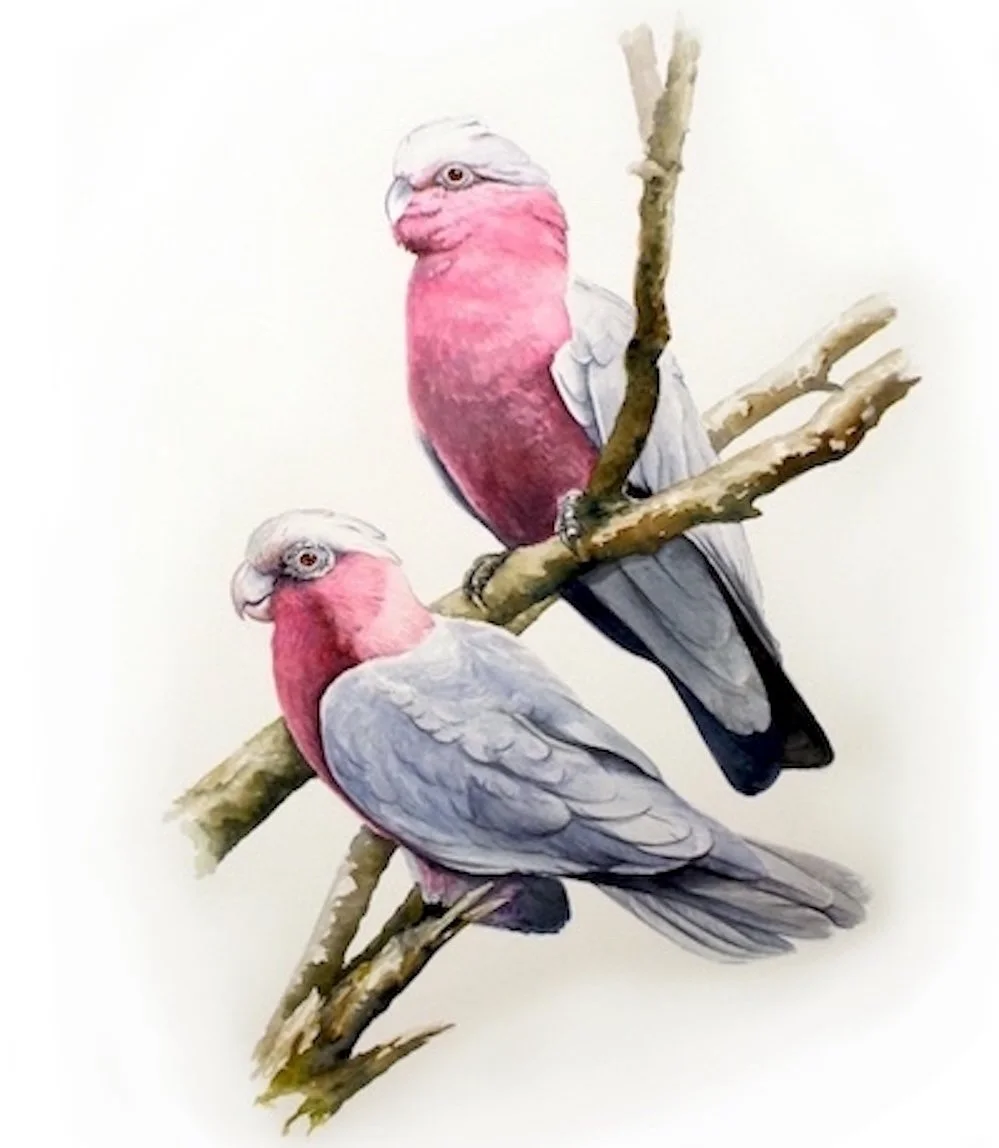 Tim Niall-Harris wildlife and sporting artist - Scotland