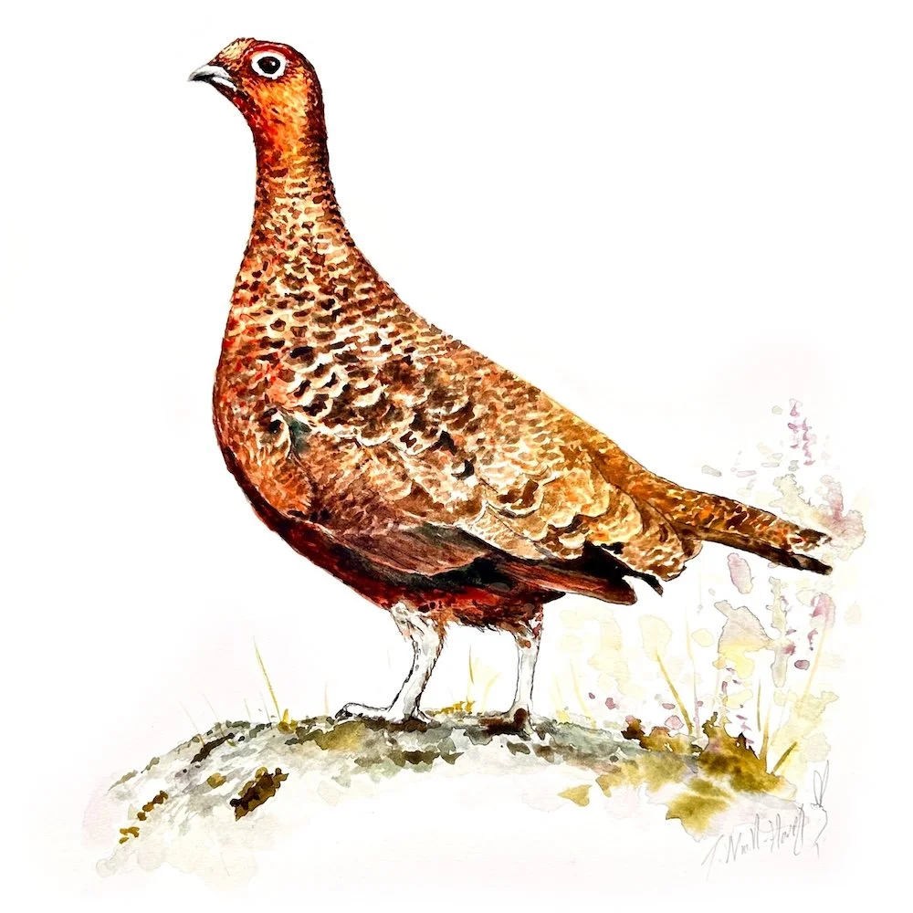 Tim Niall-Harris - Red Grouse - Speyside wildlife and sporting artist - Scotland